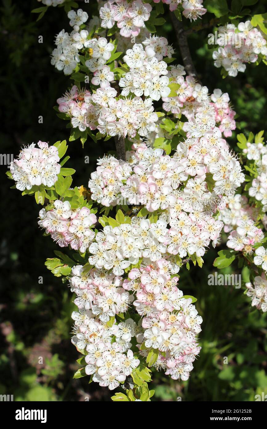 Common Hawthorn Flowers Crataegus monogyna Stock Photo