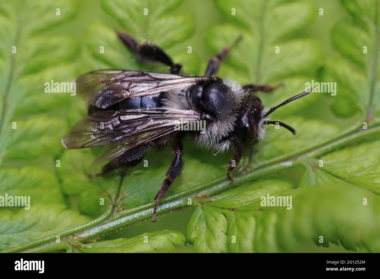Ashy Mining Bee a.k.a. Grey Mining Bee - Andrena cineraria - male Stock Photo