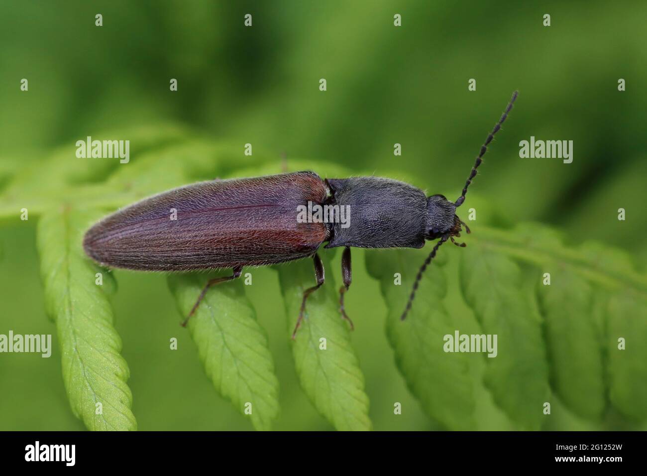 Click Beetle Athous haemorrhoidalis Stock Photo