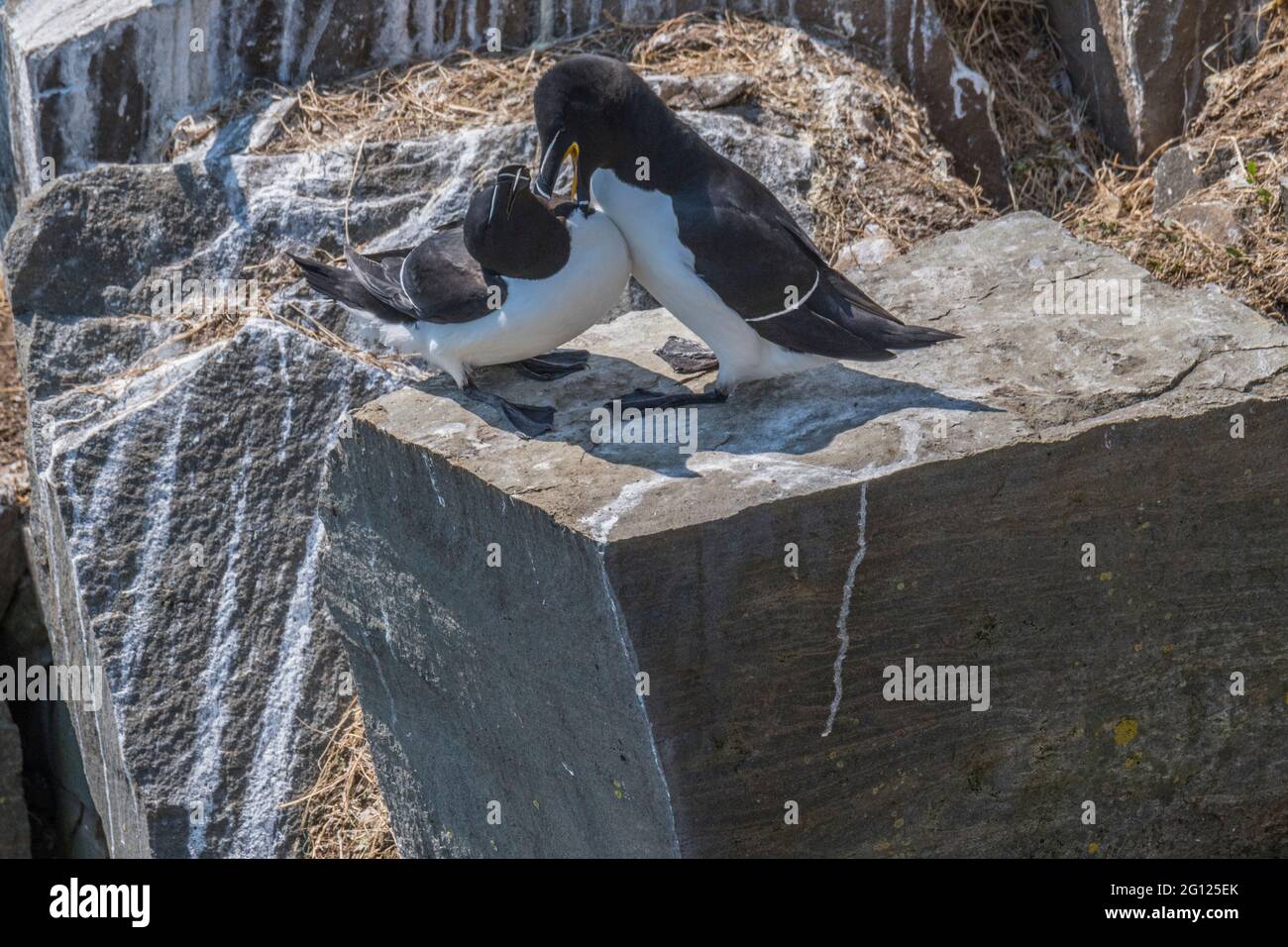 Razorbill auk pair engaged in courtship display., Cape St. Maryt's Ecological Reserve, Newfoundland, Canada Stock Photo