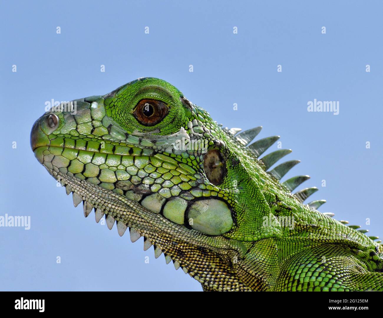 A Green iguana in the wild, roaming a neighbourhood in Trinidad. Stock Photo