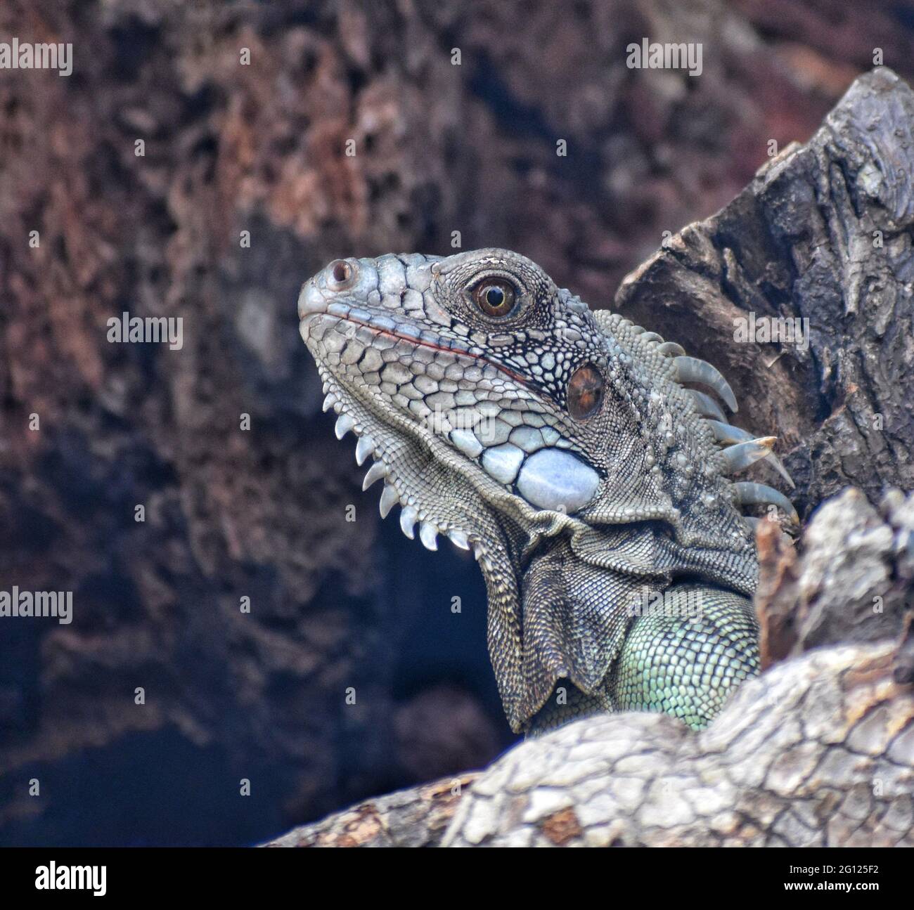 An Iguana on a Samaan tree in the wild in Trinidad. Stock Photo