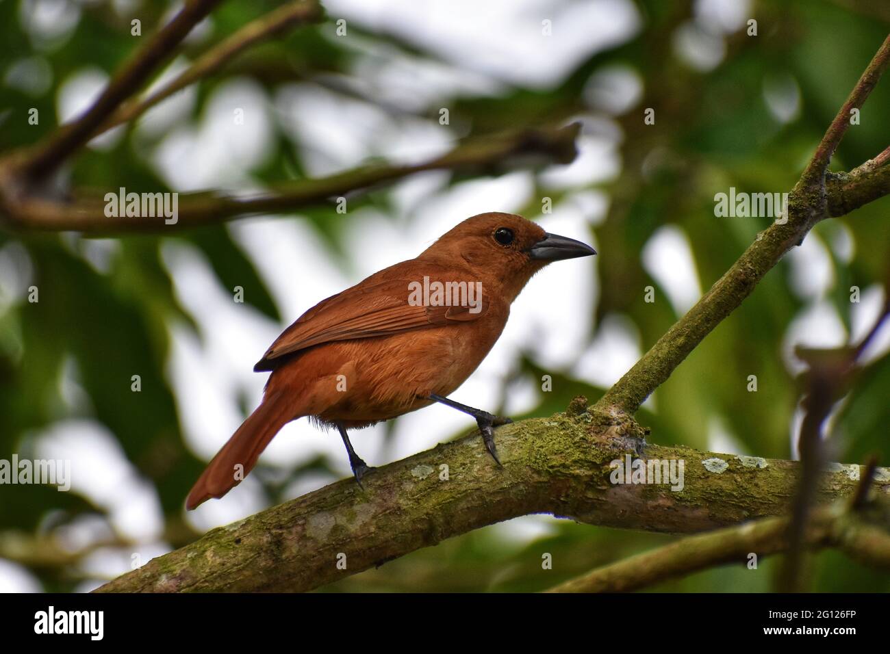 A female white-lined tanager (Tachyphonus rufus) on a Julie mango tree in Trinidad. Stock Photo