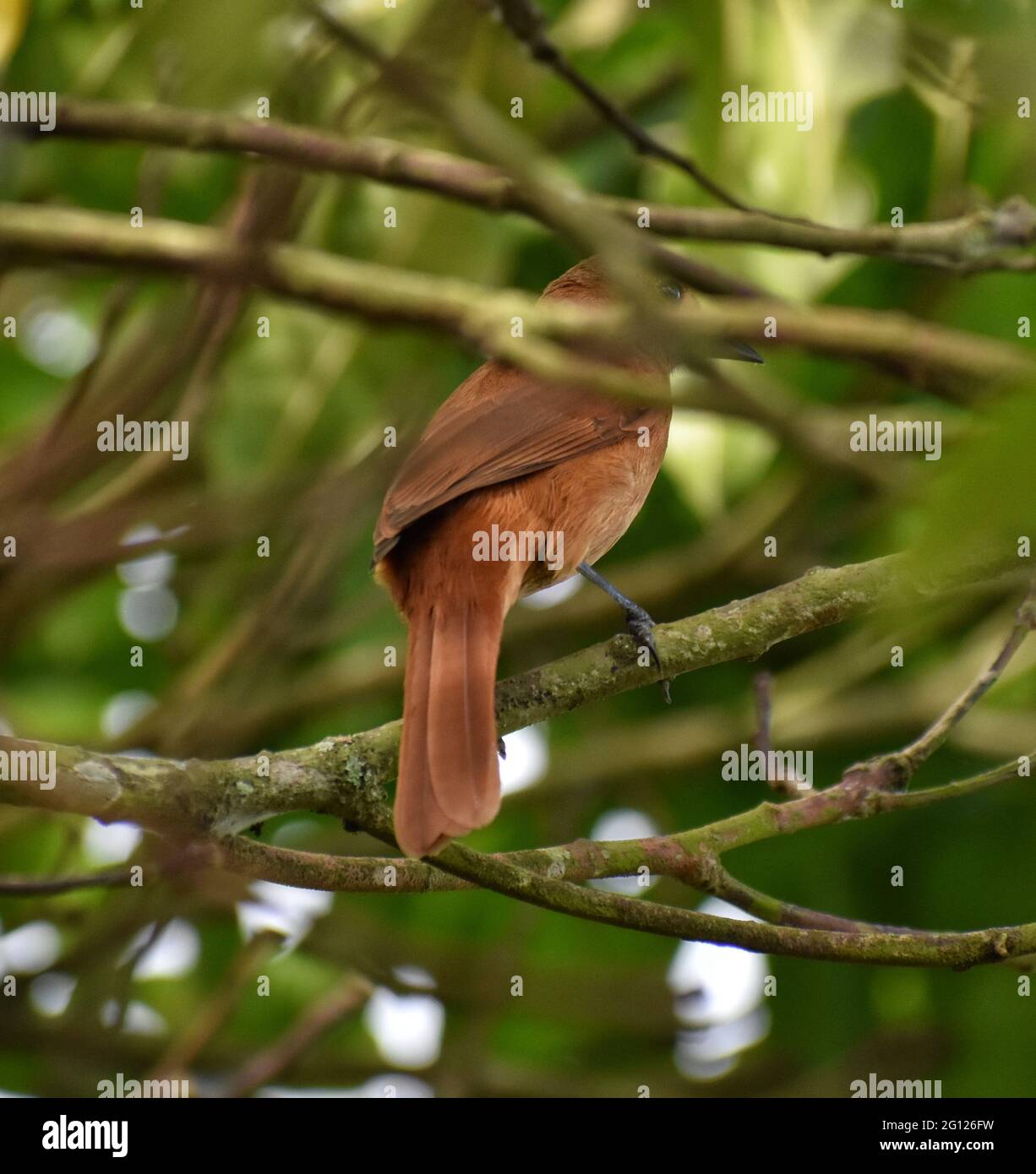 A female white-lined tanager (Tachyphonus rufus) on a Julie mango tree in Trinidad. Stock Photo