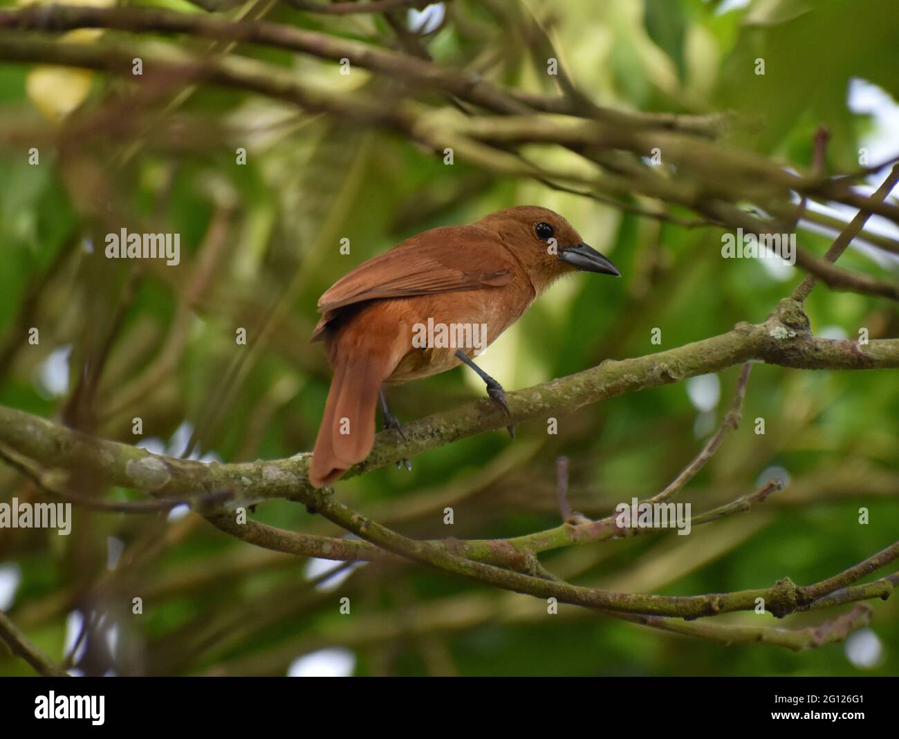 A female white-lined tanager (Tachyphonus rufus) on a Julie mango tree in Trinidad. Stock Photo