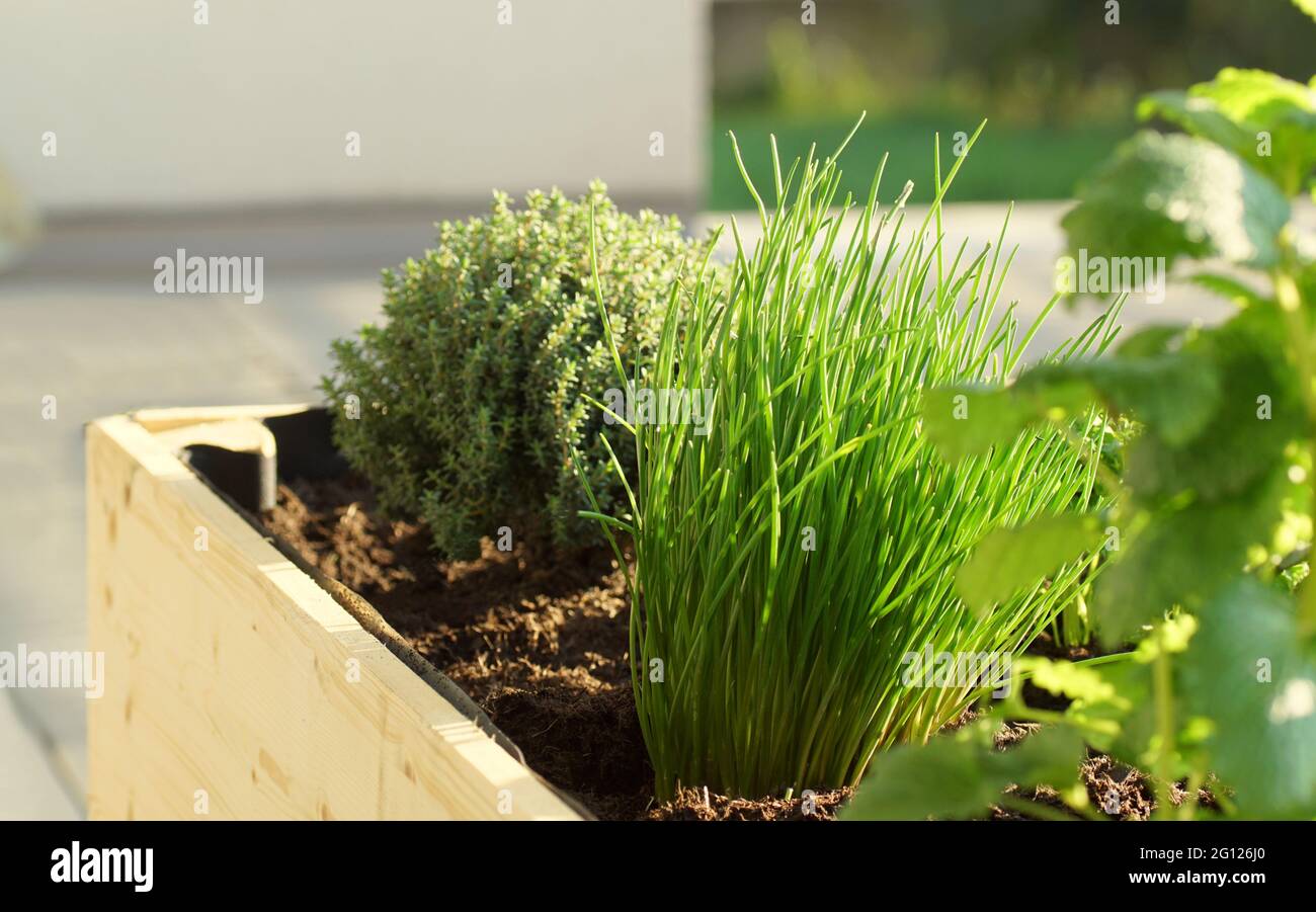 Raised herb bed hi-res stock photography and images - Alamy