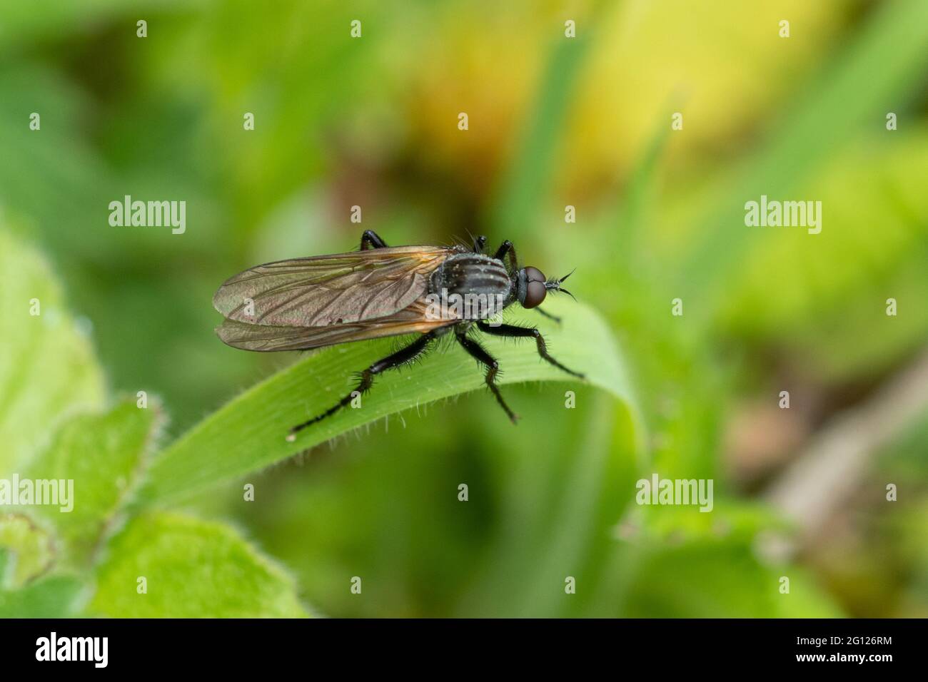 Bibio marci, also called St Mark's fly or Hawthorn fly, UK, during June Stock Photo