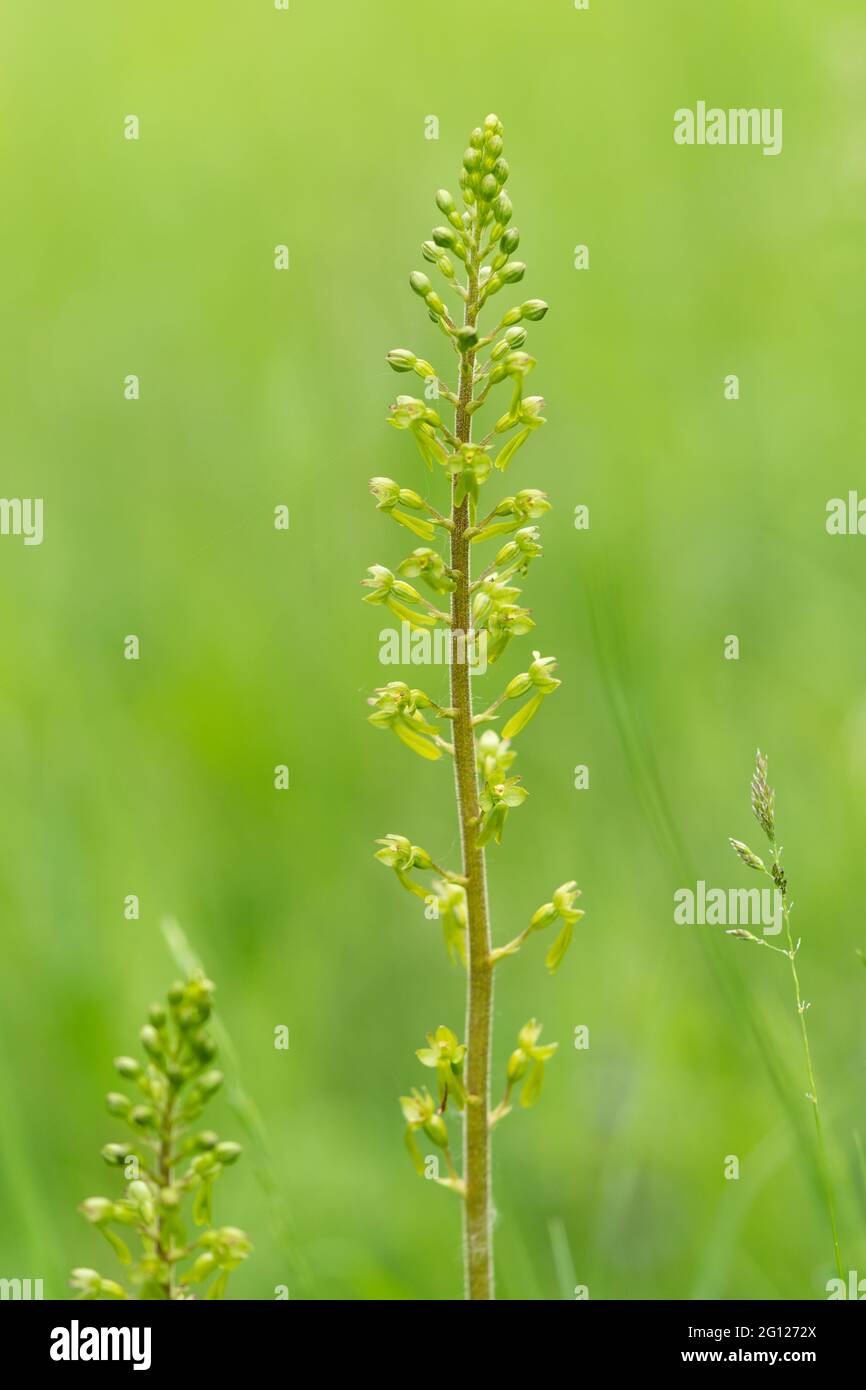Common twayblade (Neottia ovata), a species of wild orchid, flowering in early June on chalk grassland, England, UK Stock Photo
