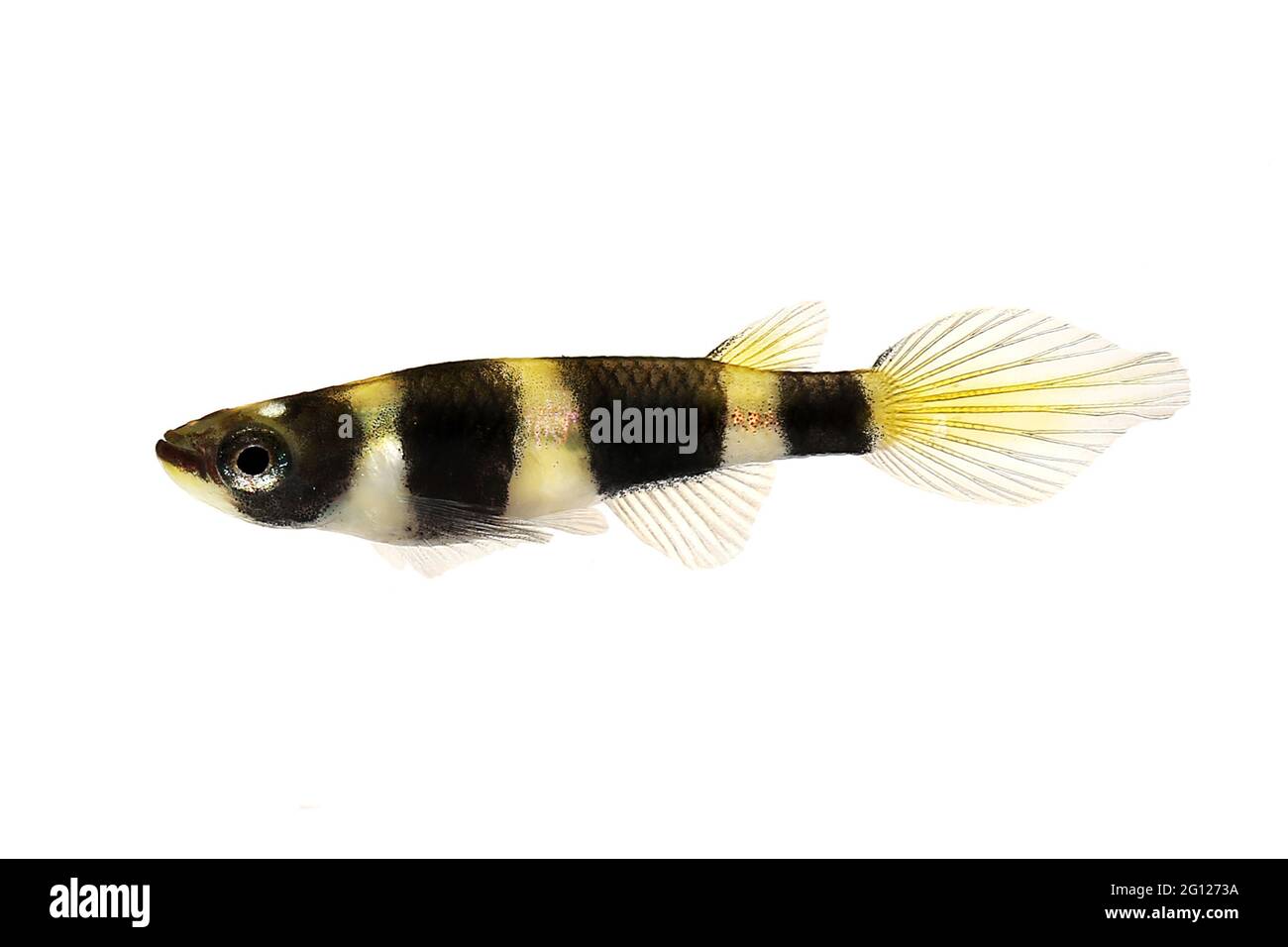 Clown killi banded panchax killifish fish Male Epiplatys annulatus tropical aquarium fish Stock Photo