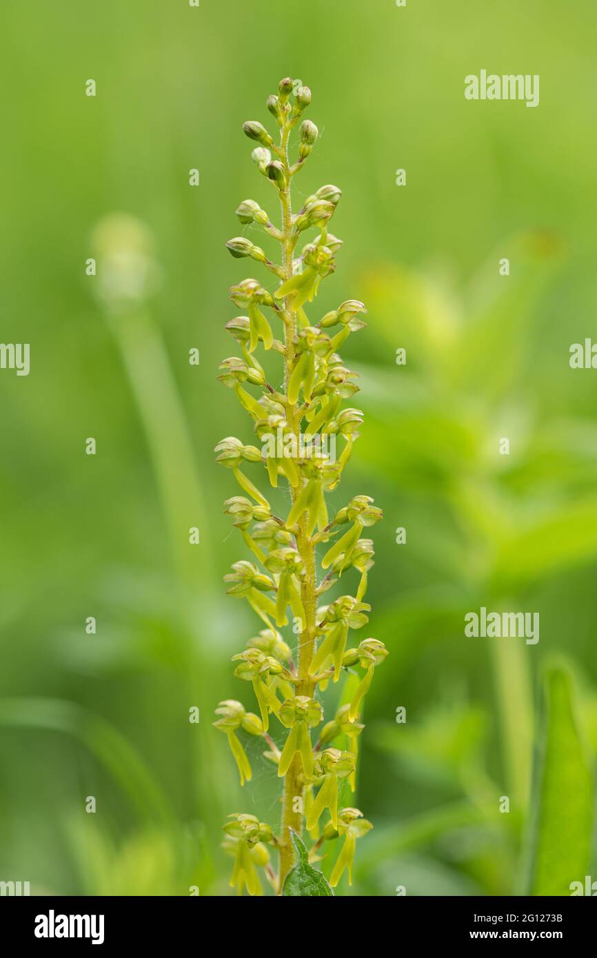 Common twayblade (Neottia ovata), a species of wild orchid, flowering in early June on chalk grassland, England, UK Stock Photo
