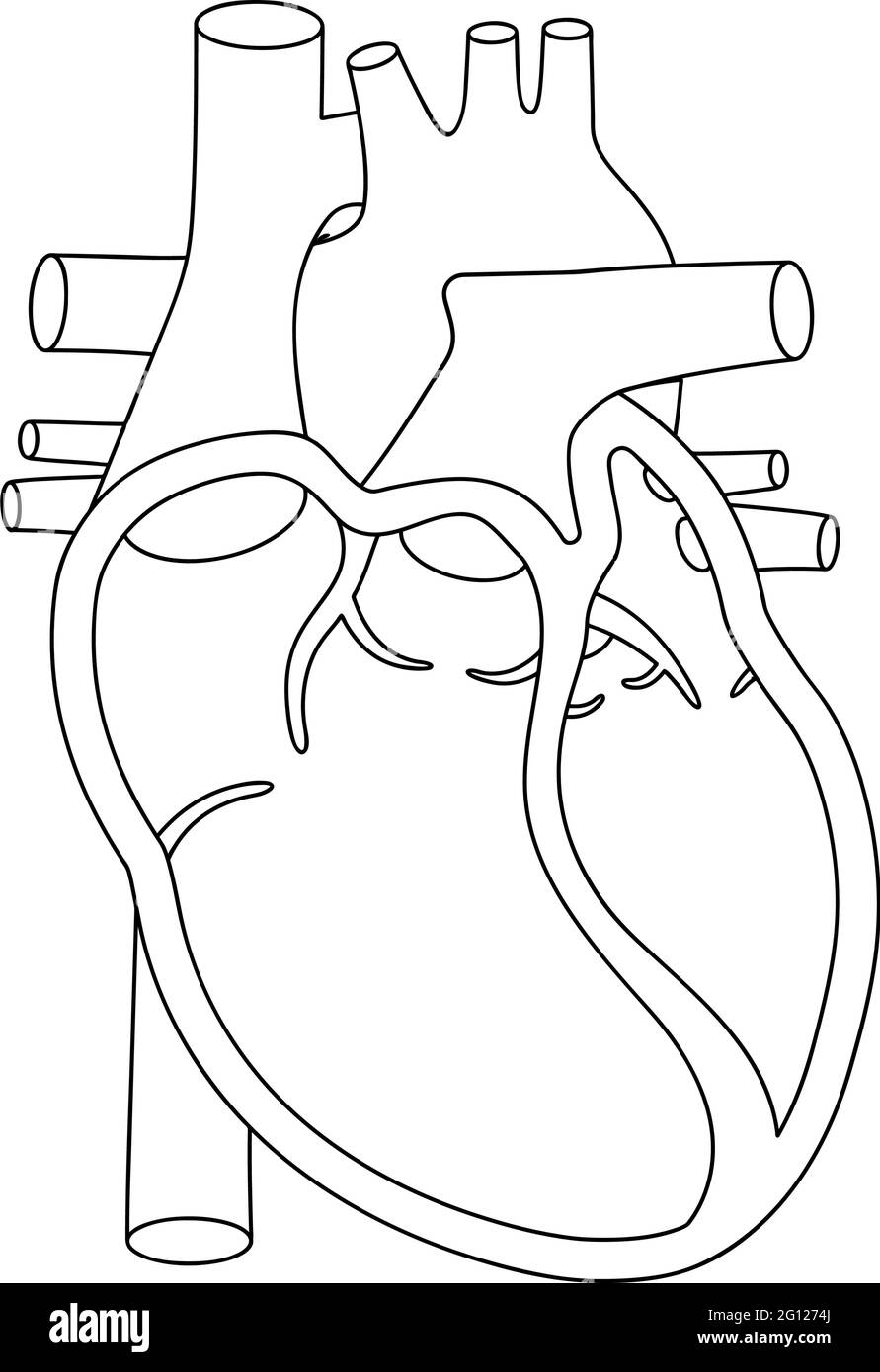 Human heart illustration. Anatomically correct heart with cross-section view. Stock Vector