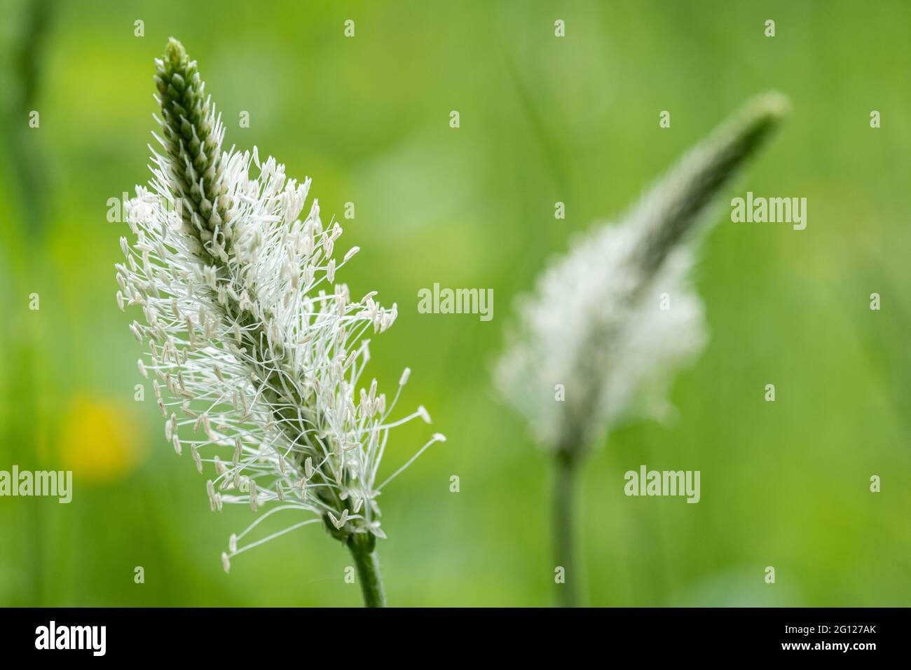 Hoary plantain (Plantago media), a flowering plant of the Plantaginaceae family in grassland England, UK, during June Stock Photo