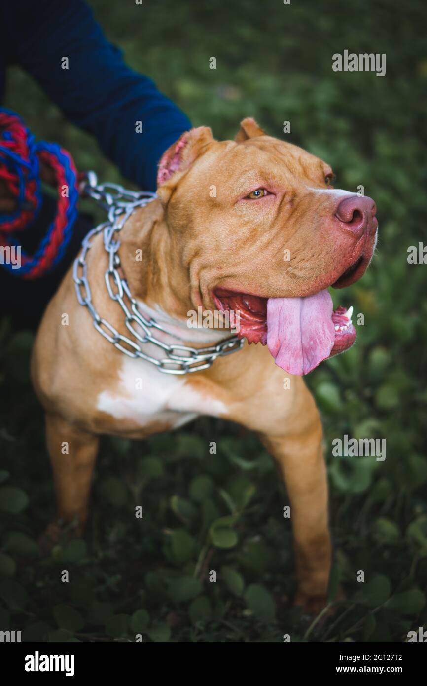 Yellow and white beautiful male American Pitbull terrier down near his owner. Stock Photo