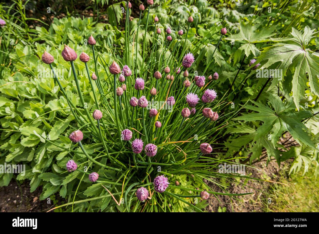 Allium schoenoprasum or Chives  flowering  in June Stock Photo
