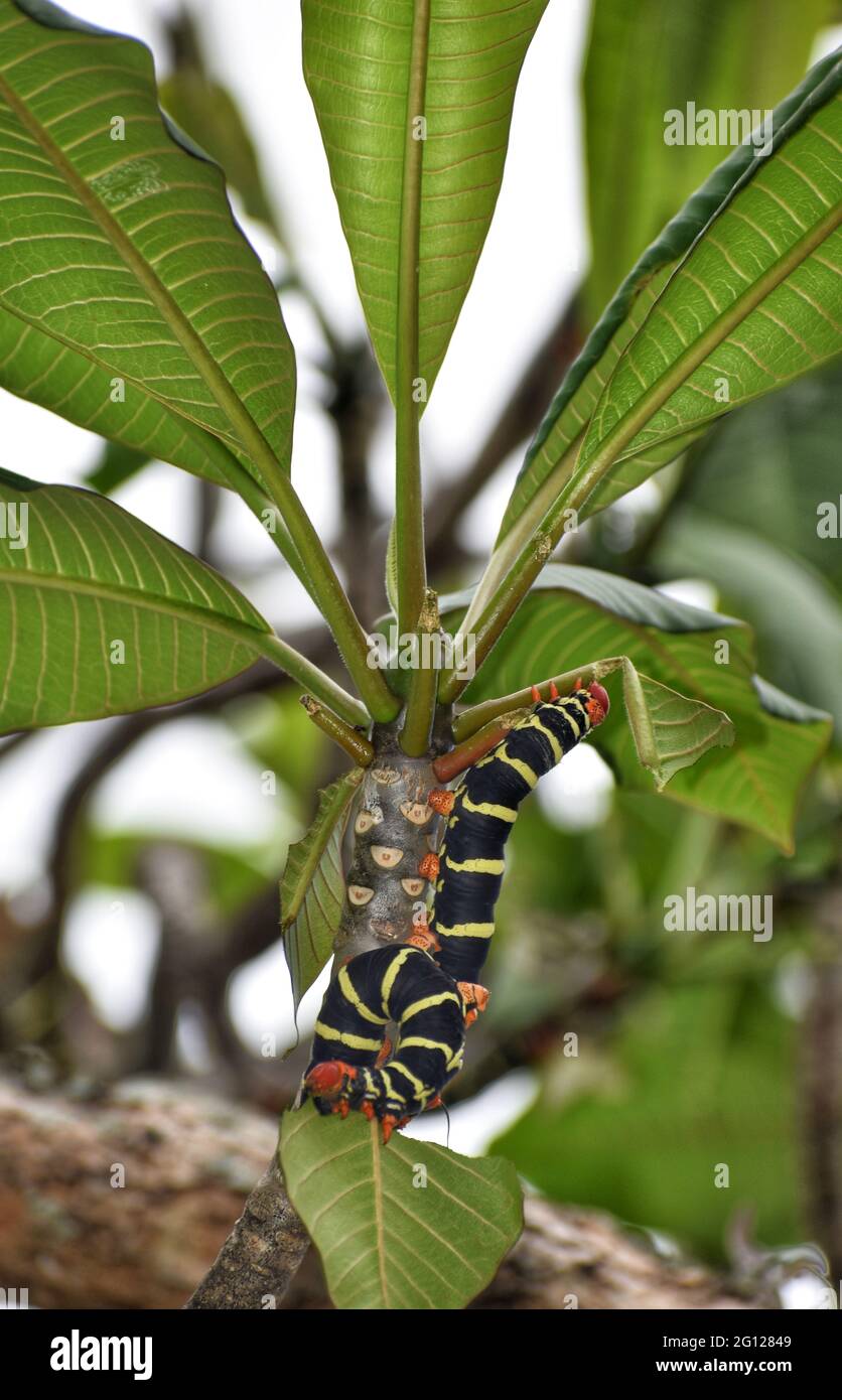 A Pseudosphinx tetrio commonly known as Frangipani shinx moth caterpillar in Trinidad. Stock Photo
