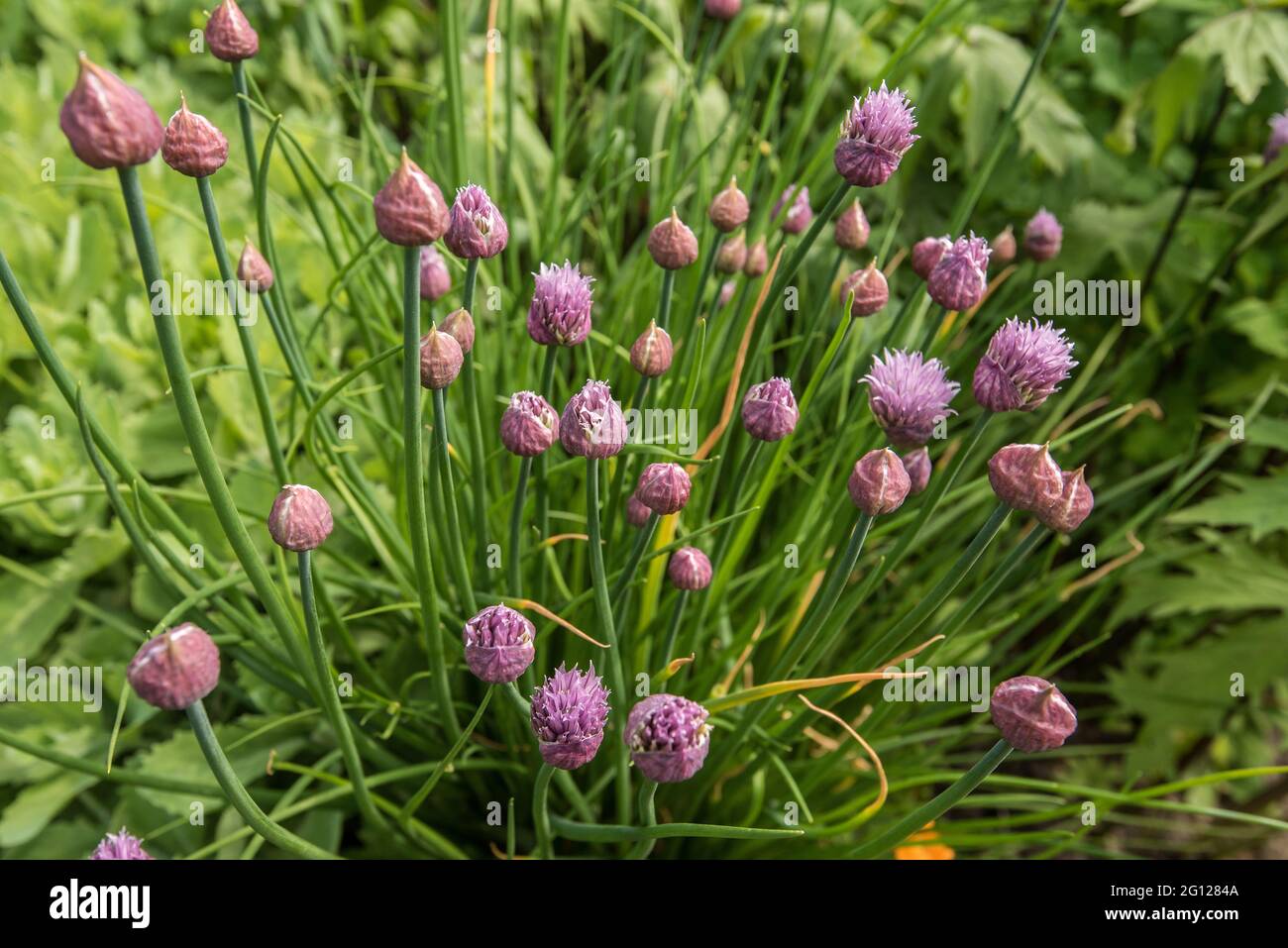 Allium schoenoprasum or Chives  flowering  in June Stock Photo