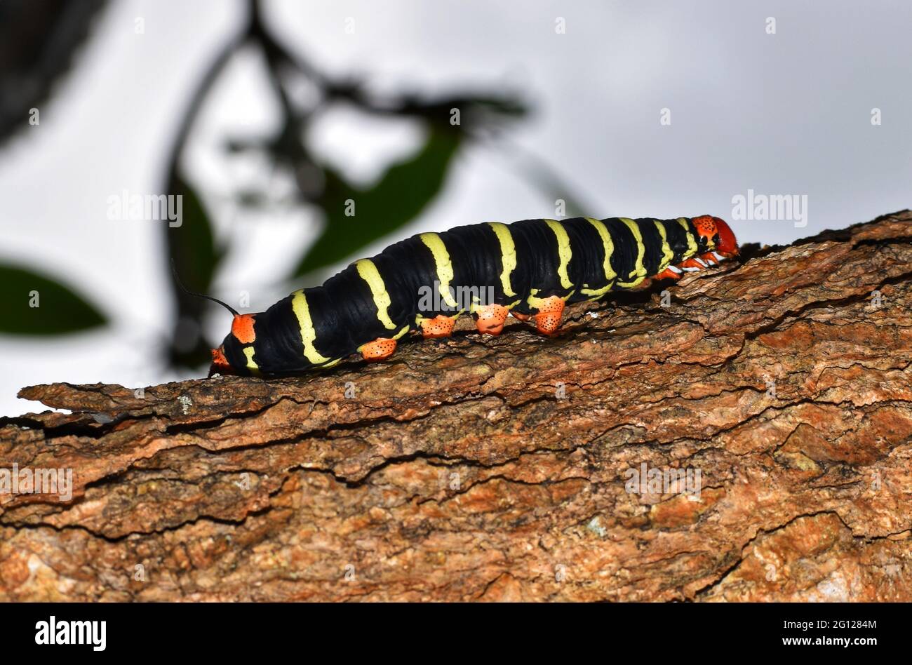 A Pseudosphinx tetrio commonly known as Frangipani shinx moth caterpillar in Trinidad. Stock Photo