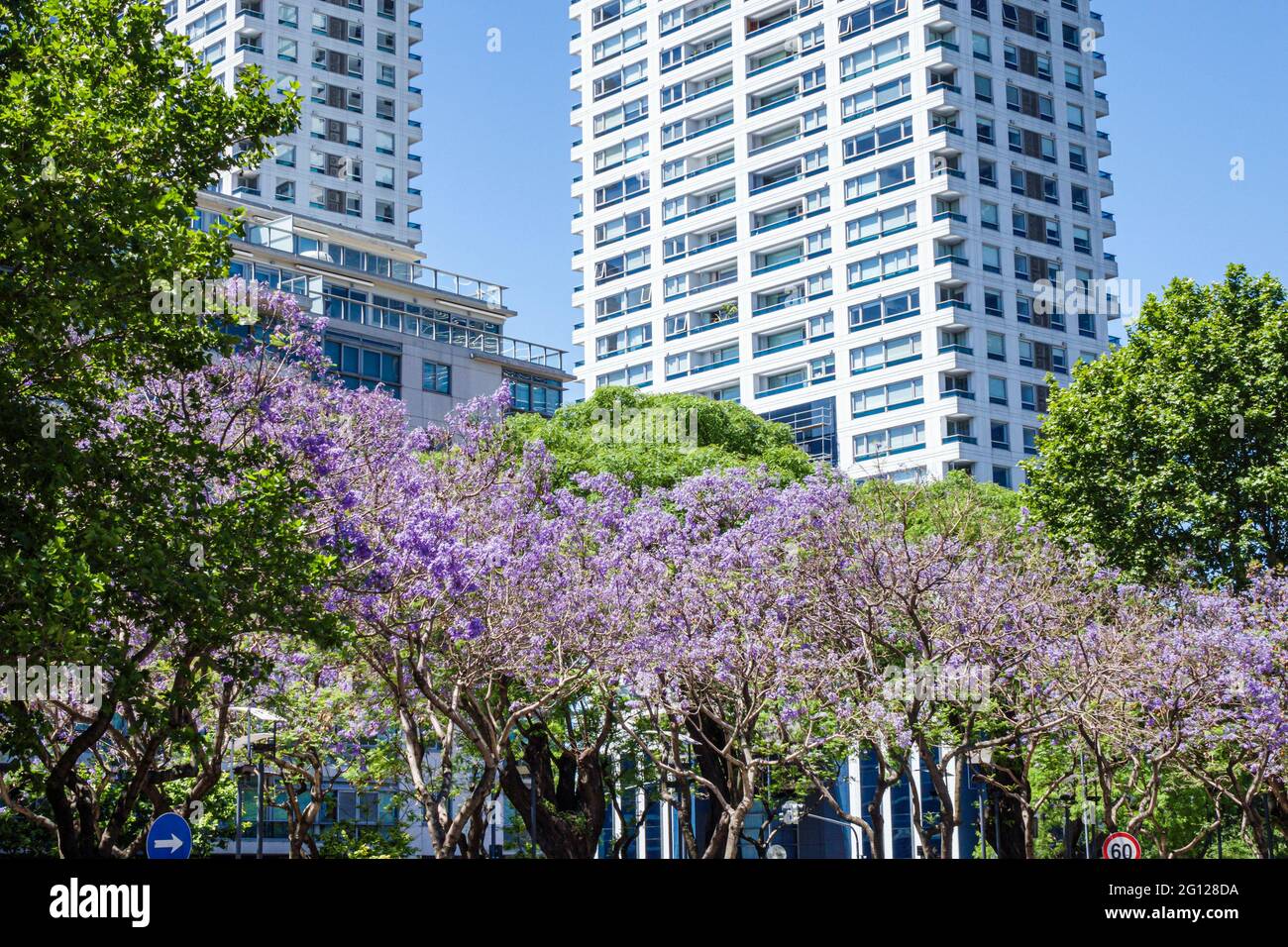 Argentina Buenos Aires Plaza San Martin park green space Jacaranda mimosifolia sub-tropical tree blue purple flowers blooming high rise apartment buil Stock Photo