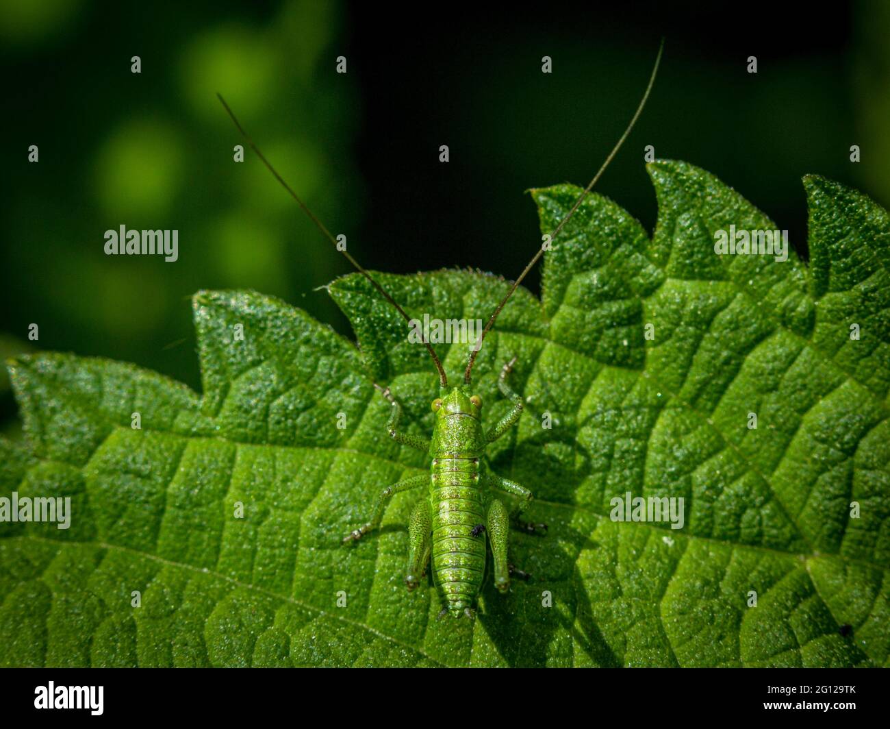 Small green long-horned grasshopper or bush cricket camouflaged on a leaf viewed from overhead in close up Stock Photo