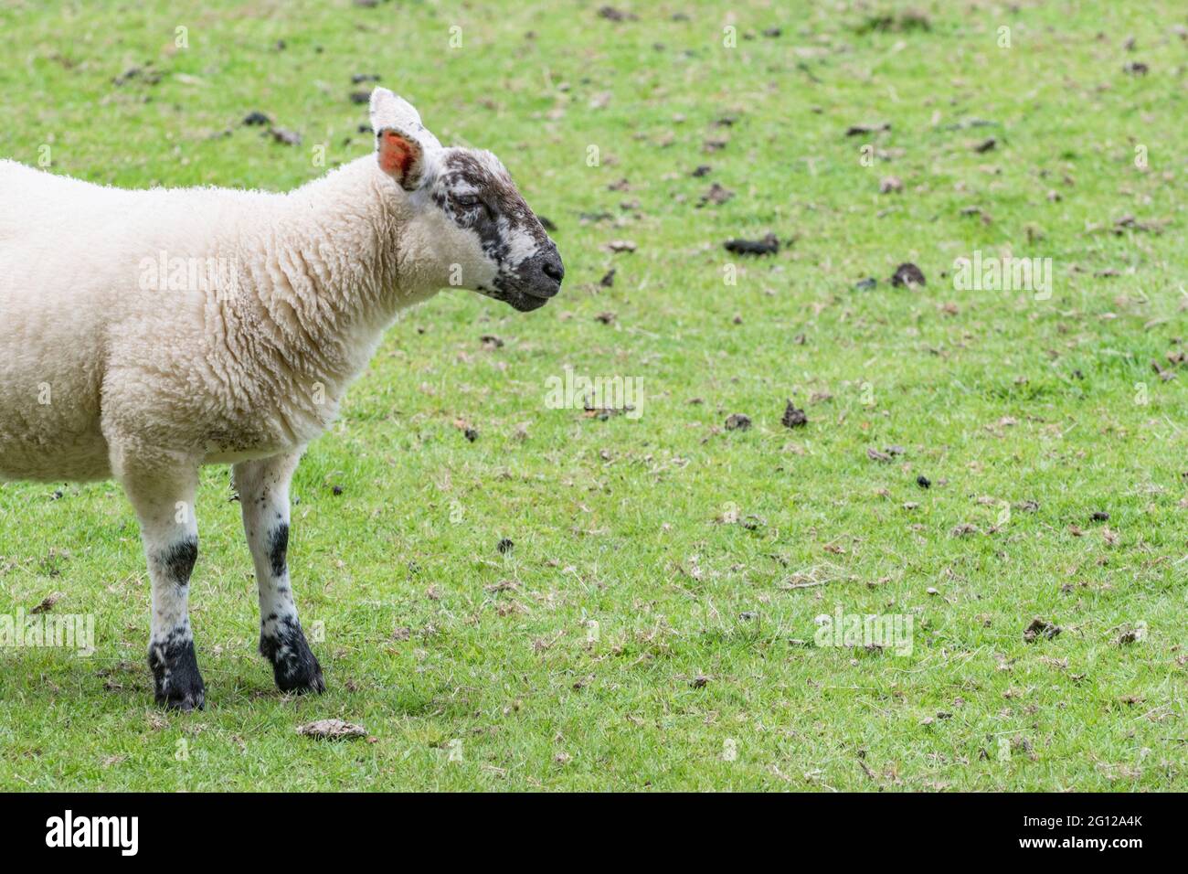 Single solitary sheep in field (under 1 year old) with copy space. For UK agriculture and farming, UK sheep livestock, sheep farming, animal welfare. Stock Photo