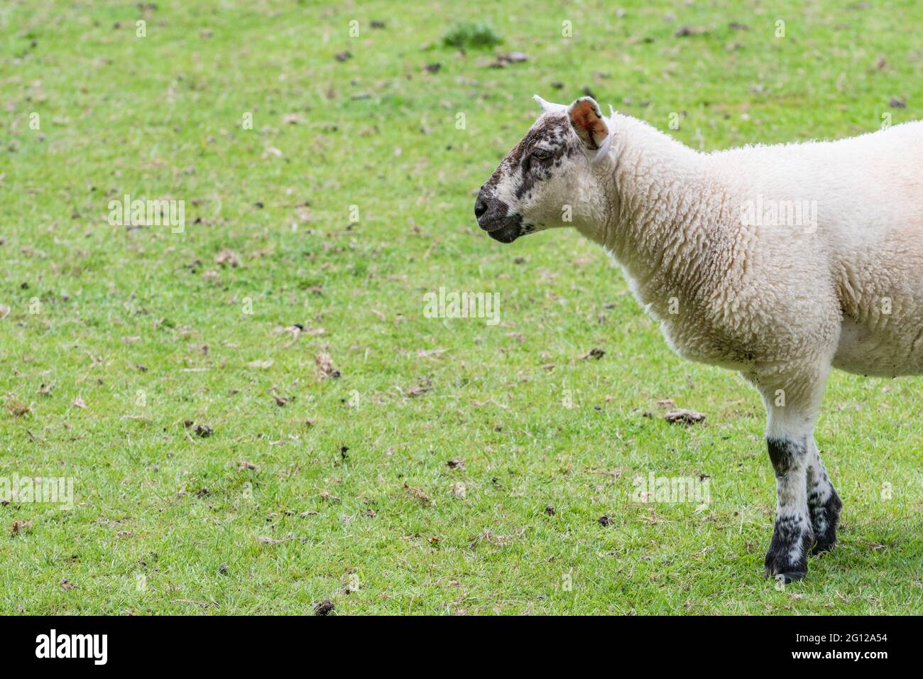 Single solitary sheep in field (under 1 year old) with copy space. For UK agriculture and farming, UK sheep livestock, sheep farming, animal welfare. Stock Photo
