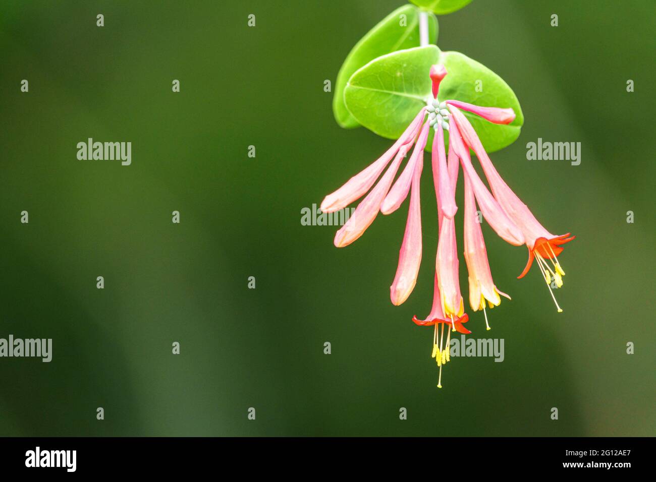 Florida Gulf Coast Sanibel Island barrier island vegetation Coral