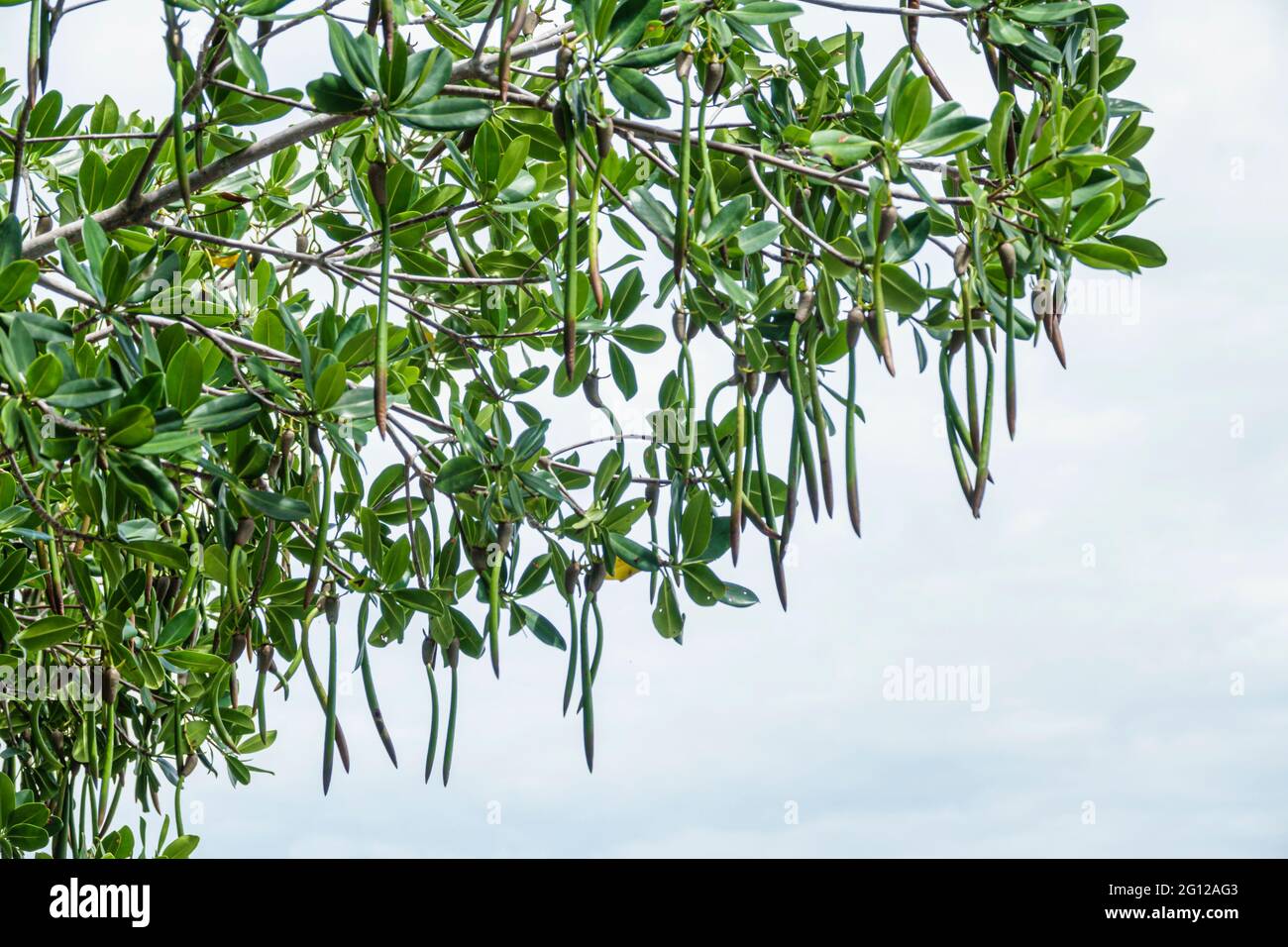 Florida Gulf Coast Sanibel Captiva Island barrier island coast shore red mangrove Rhizophora mangle aquatic plant hanging seed pods propagule Stock Photo