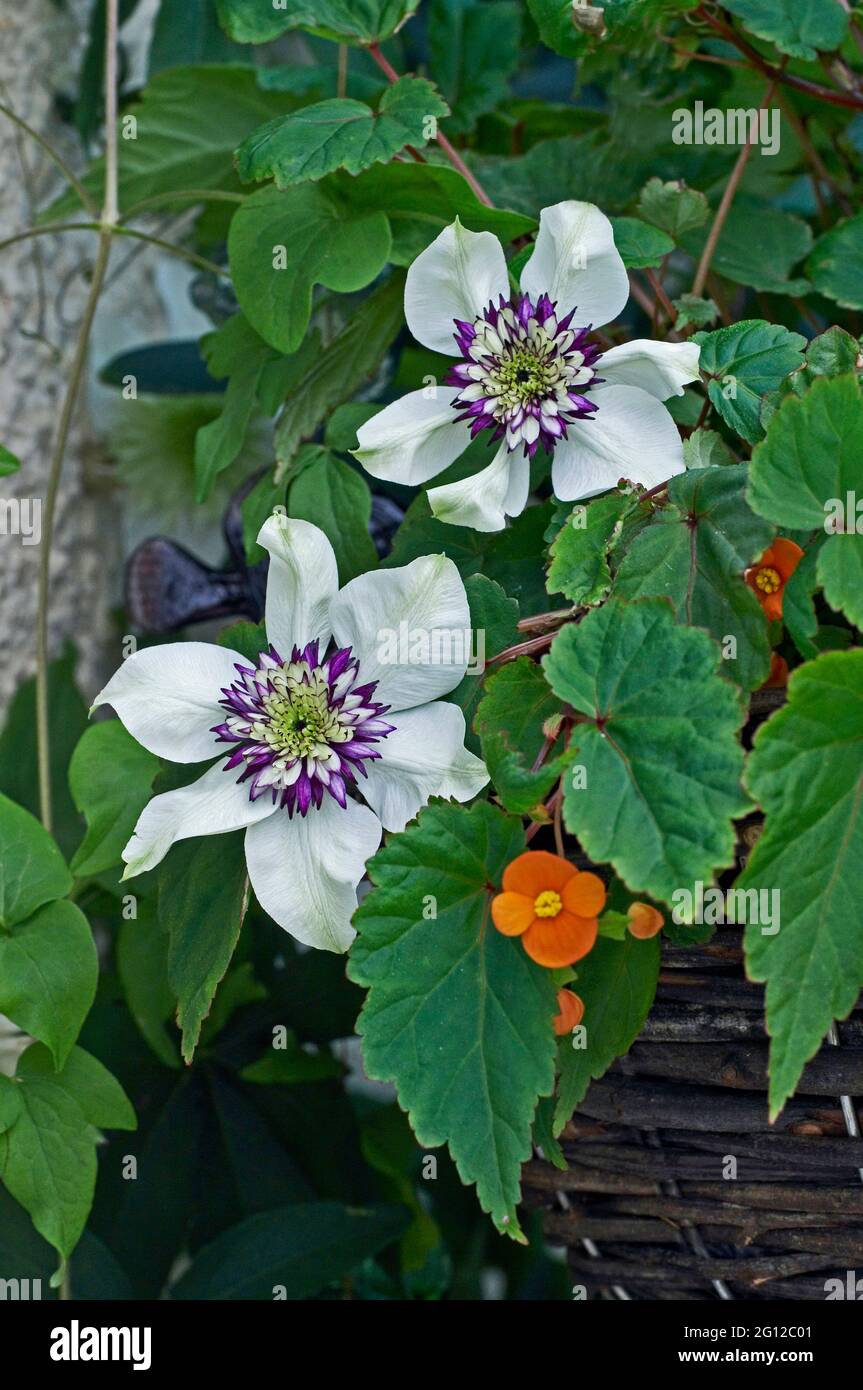 Clematis florida var sieboldiana in close up Stock Photo