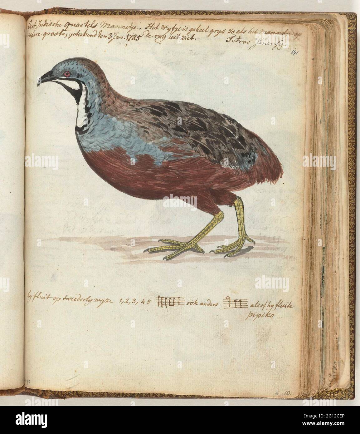 Blue-breasted quail. Color drawing of a male quartel, side view. With inscription, among other things, about the way of flutes of the quail. Part from Jan Brandes, DL sketchbook. 1 (1808), p. 141. Stock Photo