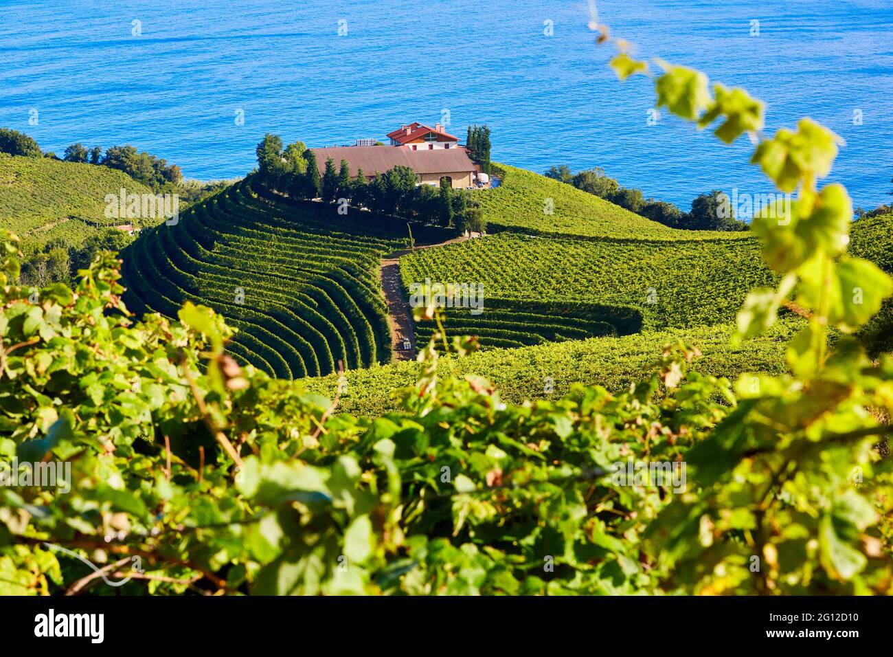 Txakoli vineyards. Getaria. Gipuzkoa. Basque Country. Spain. Stock Photo