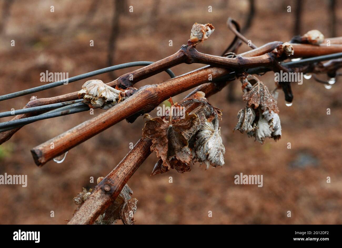Spring vines damaged by a sudden freeze of -7°C Stock Photo