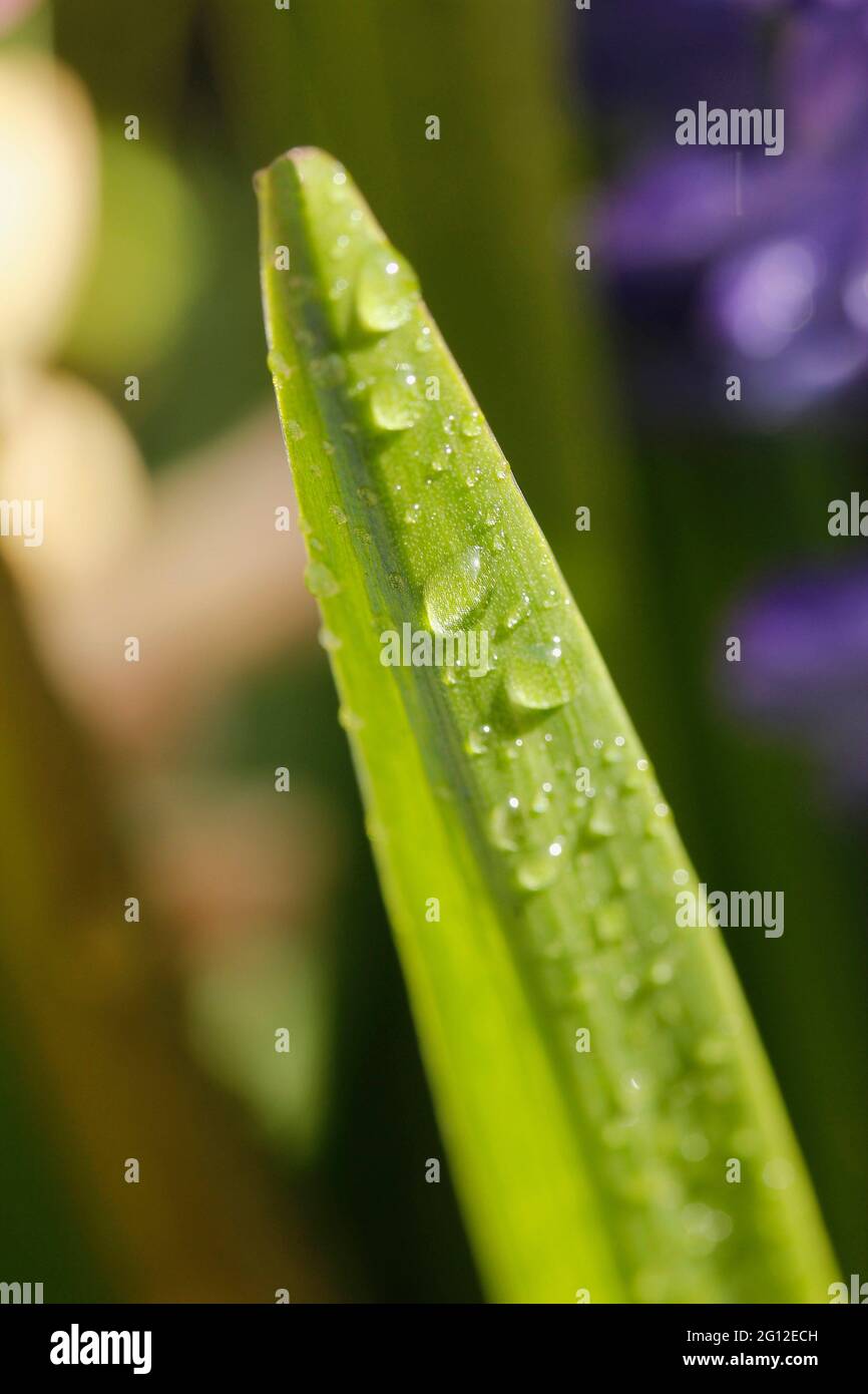 Hyacinthus leaf with droplets. Stock Photo