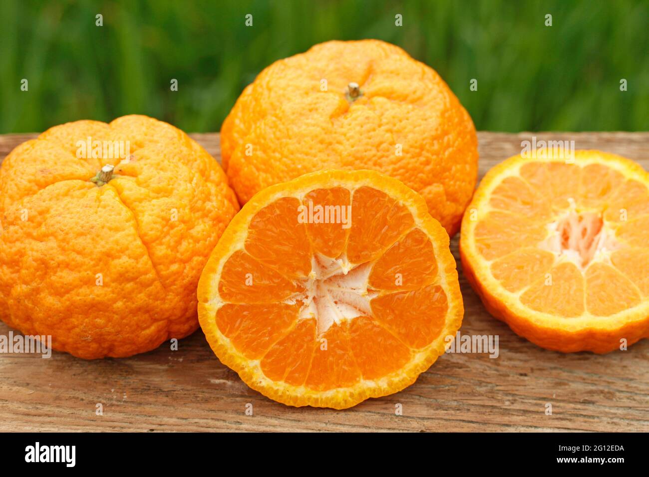 Gold nugget tangerines Stock Photo Alamy