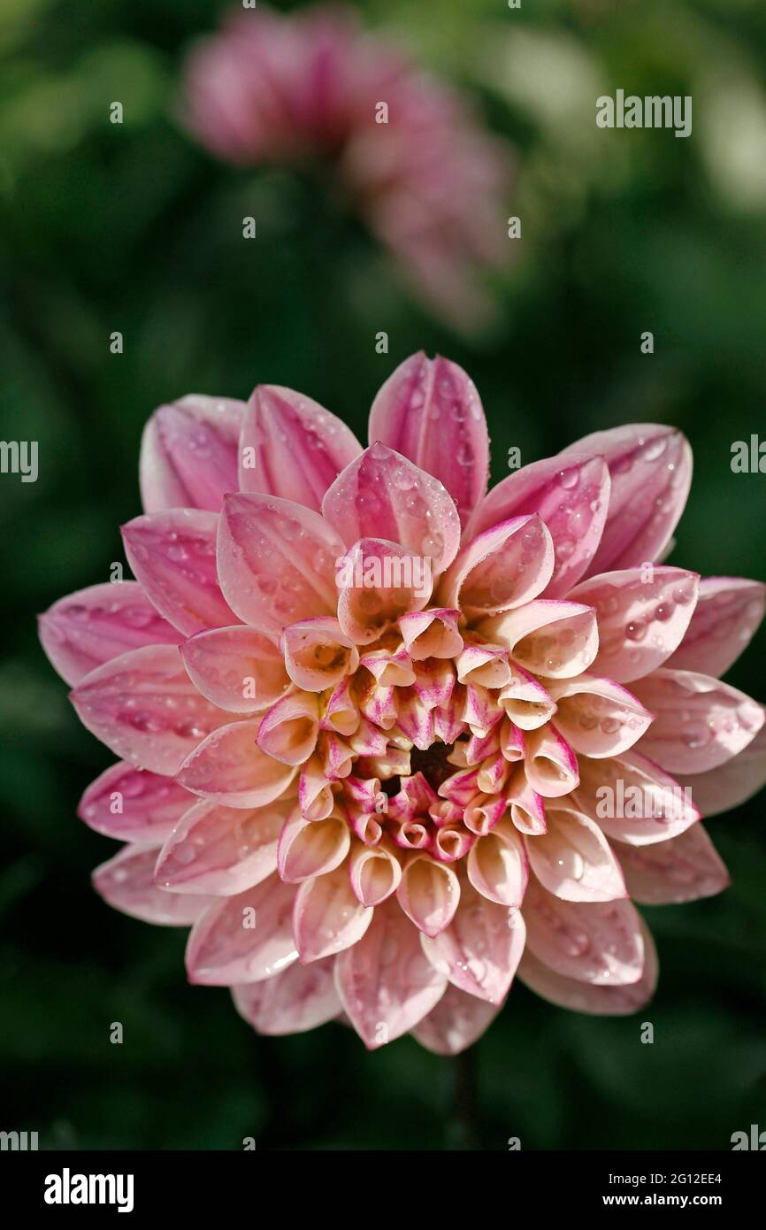 Wet Pink Dahlia Dahlia High Resolution Stock Photography and Images - Alamy