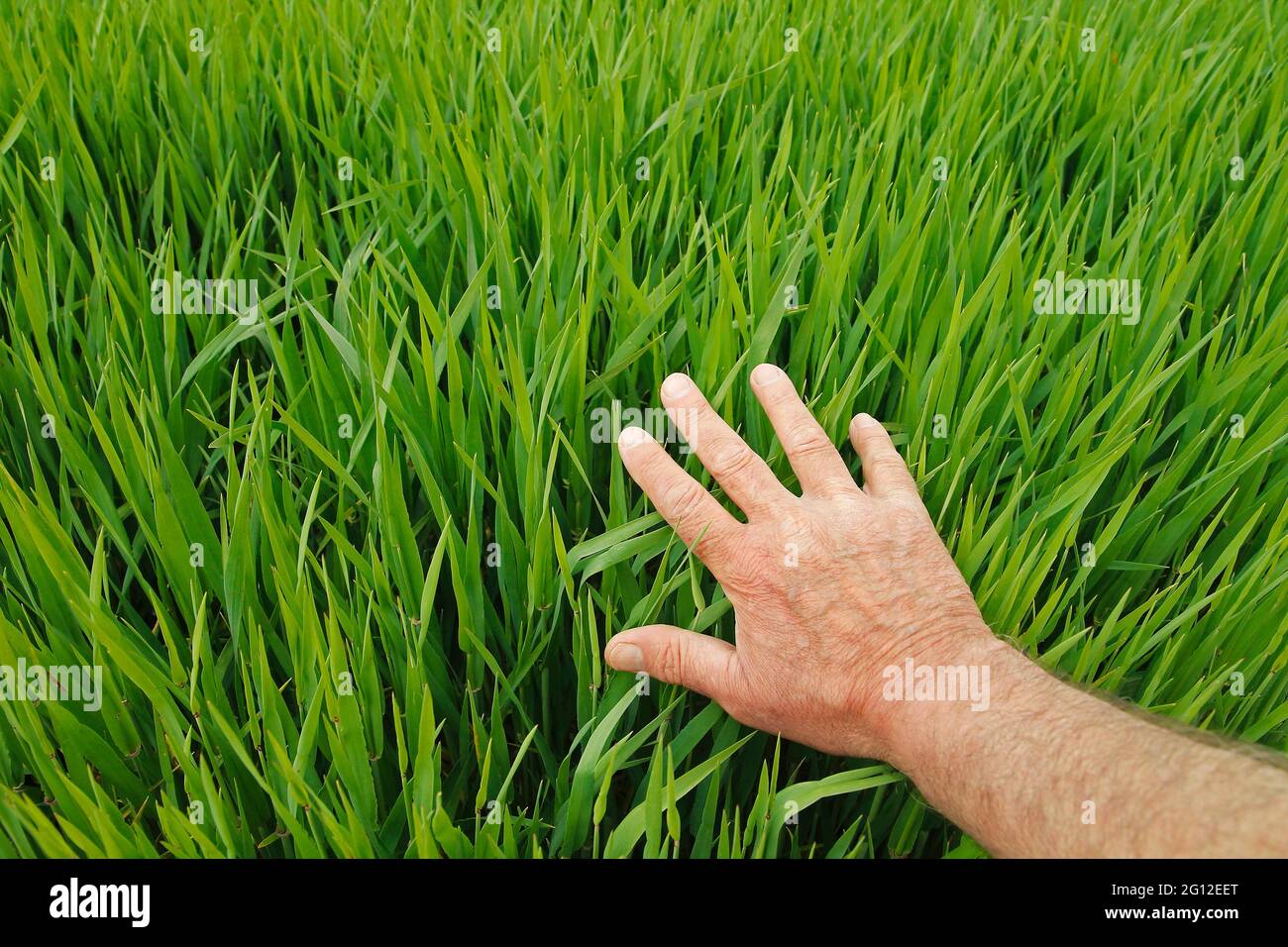 Touching the grass Stock Photo - Alamy