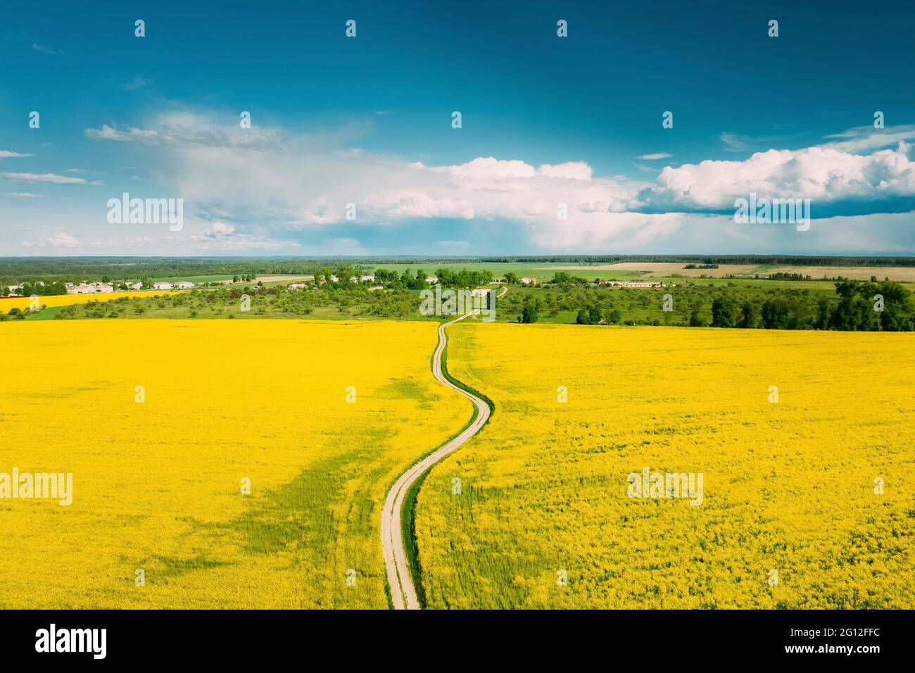 Aerial View Of Agricultural Landscape With Flowering Blooming Rapeseed, Oilseed In Field In Spring Season. Blossom Of Canola Yellow Flowers. Stock Photo