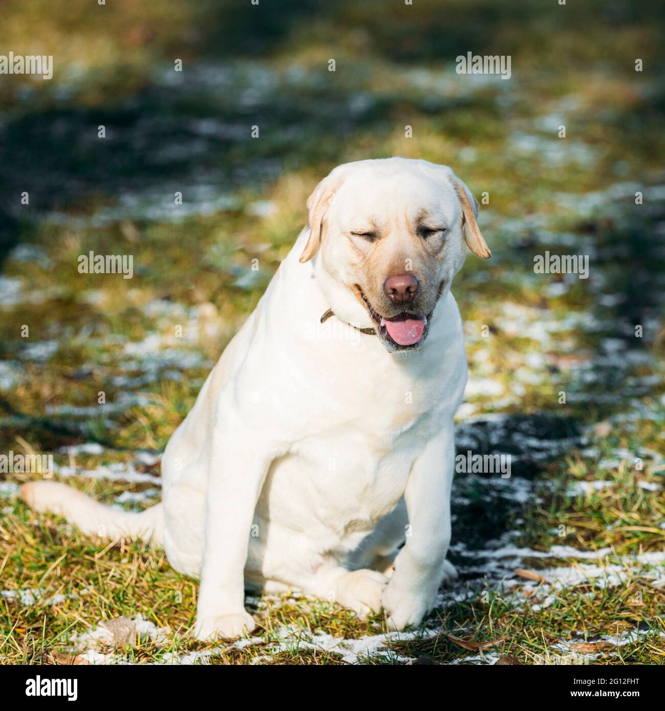 Lab dog hires stock photography and images Alamy