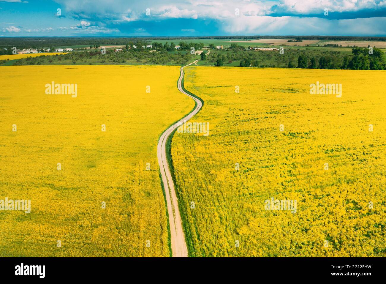 Aerial View Of Agricultural Landscape With Flowering Blooming Rapeseed, Oilseed In Field In Spring Season. Blossom Of Canola Yellow Flowers. Stock Photo