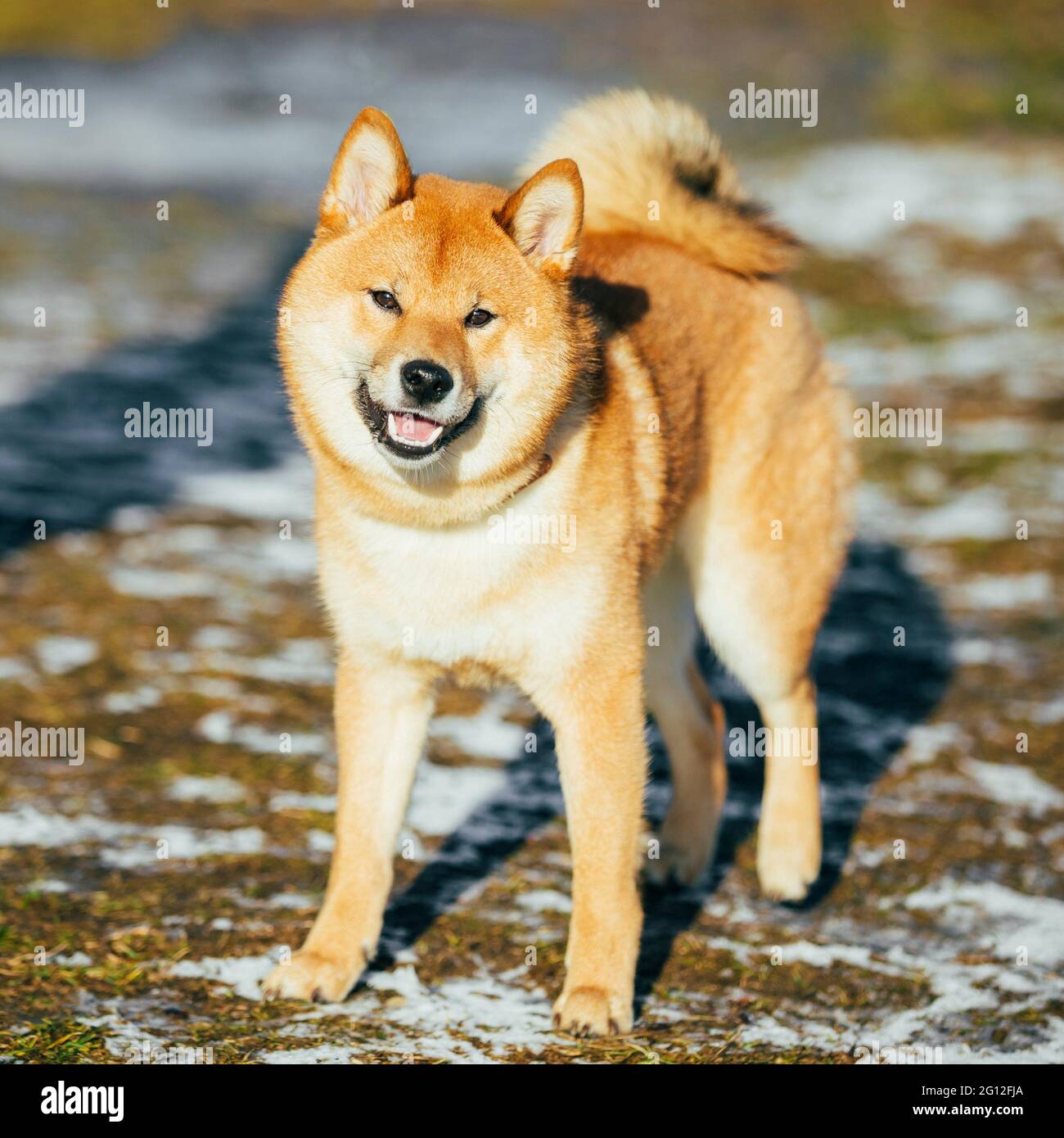 Shiba inu puppy hi-res stock photography and images - Page 2 - Alamy