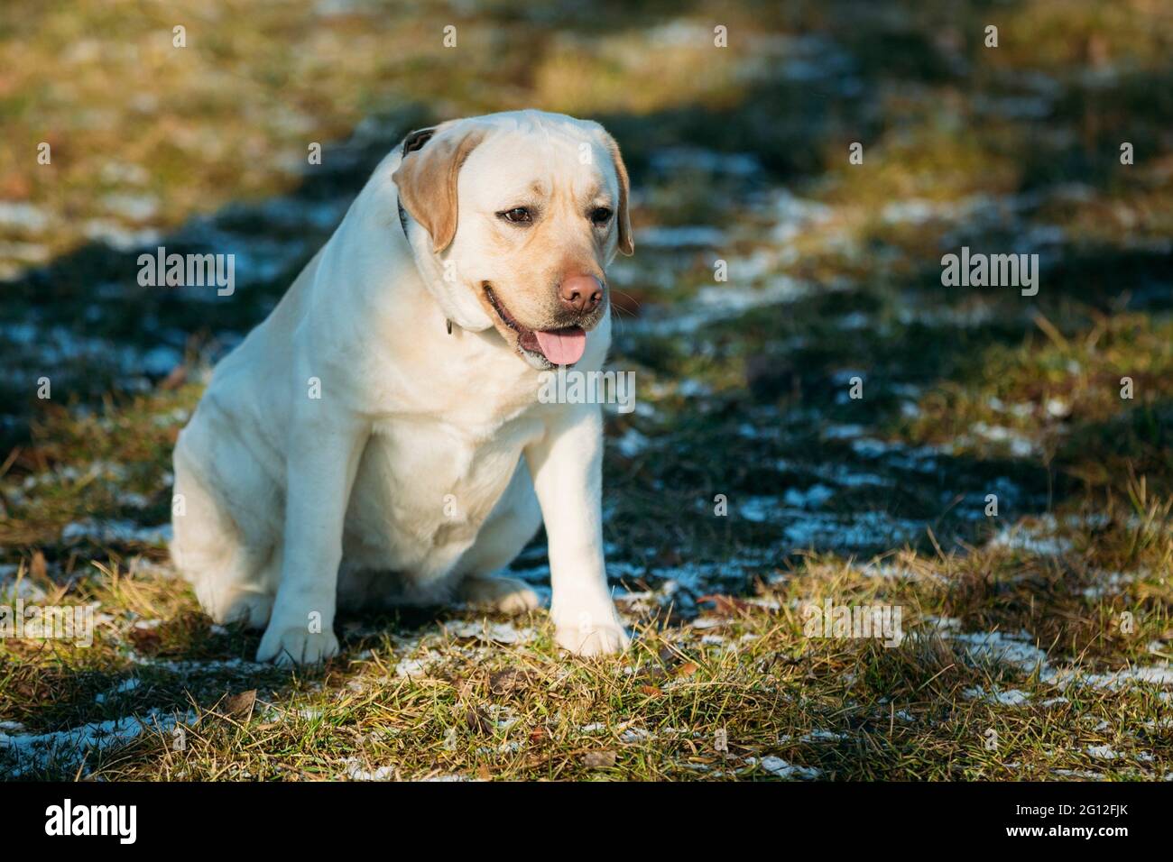 White Female Labrador Retriever Dog Staying Outdoor In Spring Stock