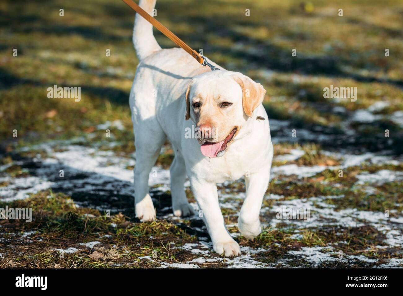 Can Lab Puppies Stay Outside