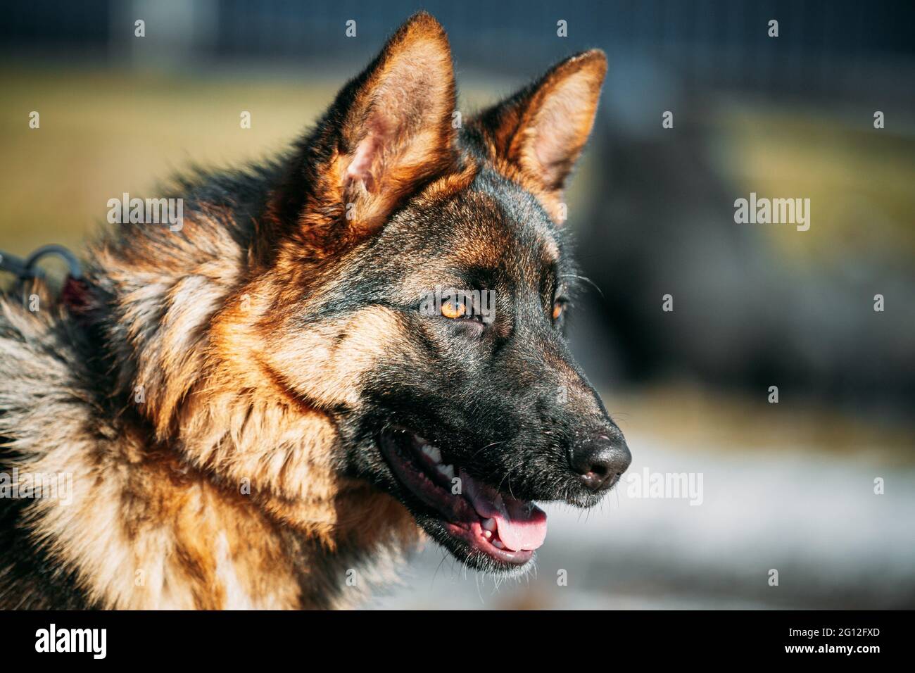 Are German Shepherds Closer To Wolves