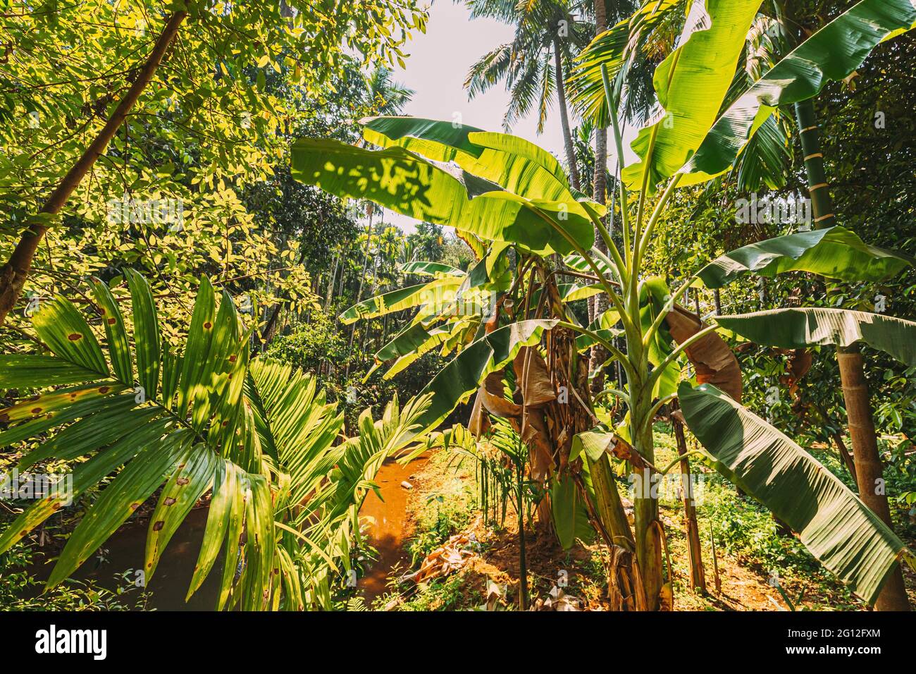 Goa, India. Big Green Leaves Of Banana Grass Among Forest In Summer