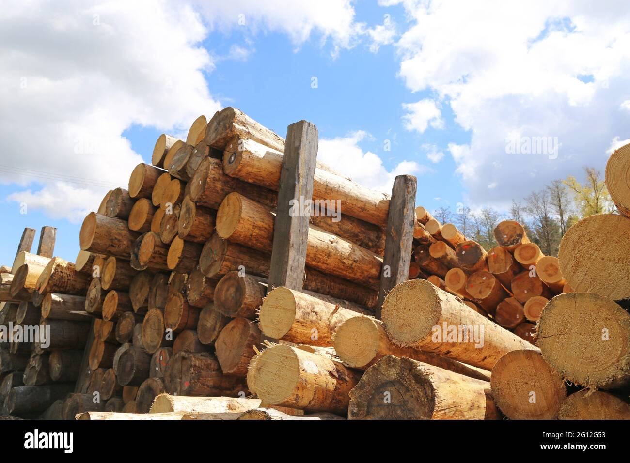 Construction timber in a sawmill in the Palatinate, Germany. Timber