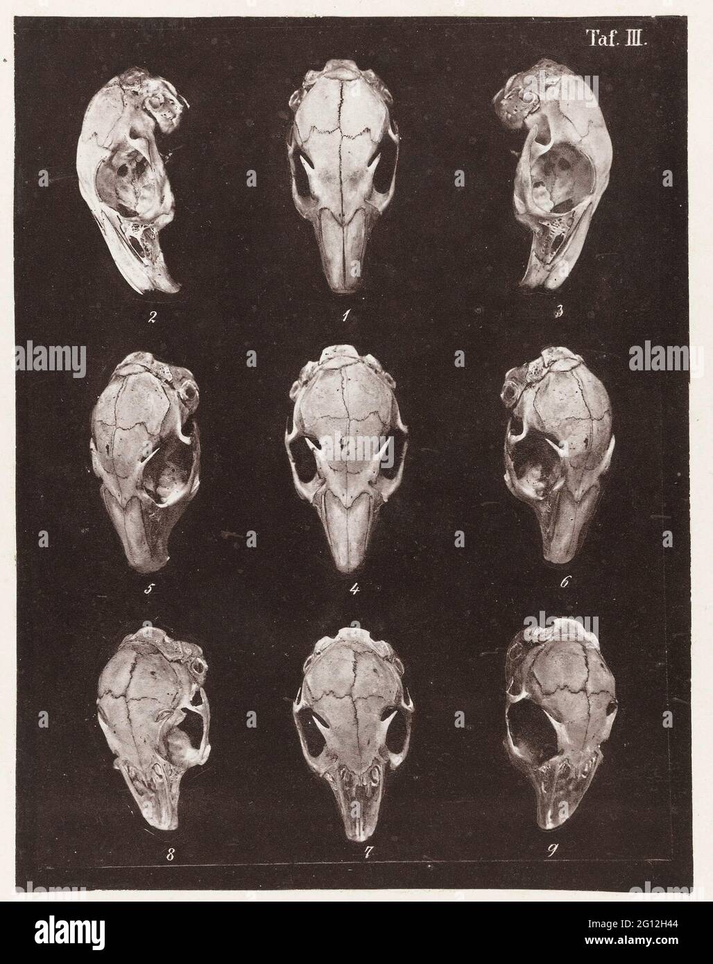 Nine's faces of a rabbit skull Stock Photo Alamy