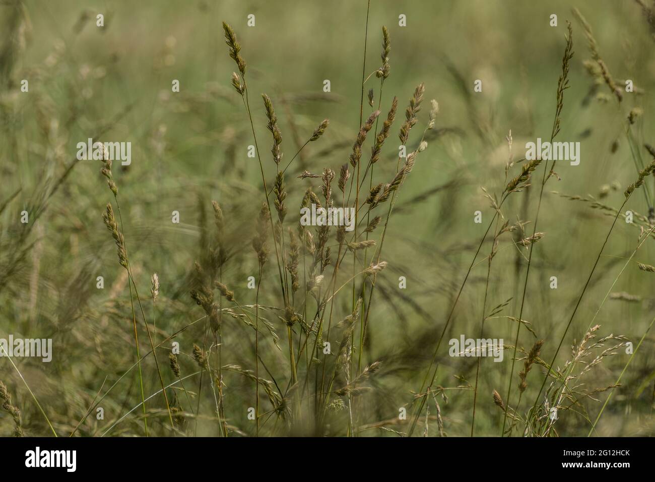 Dry tall grasses with seed heads ready to disperse in an open field for new growth in the springtime closeup Stock Photo