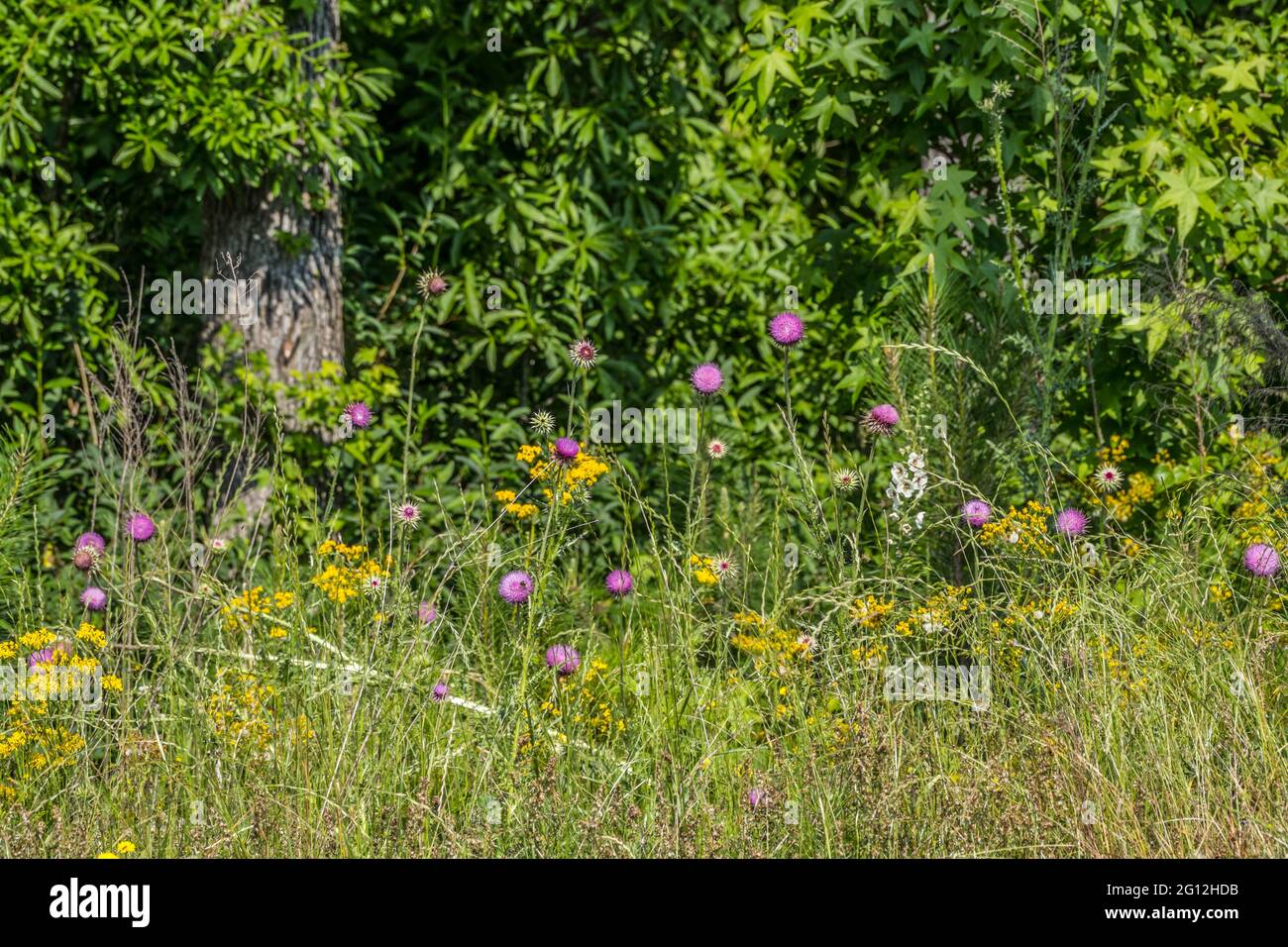 Variety of colorful tall wildflowers and grasses in a field along the roadside closeup with the woodlands in the background on a bright sunny day in l Stock Photo