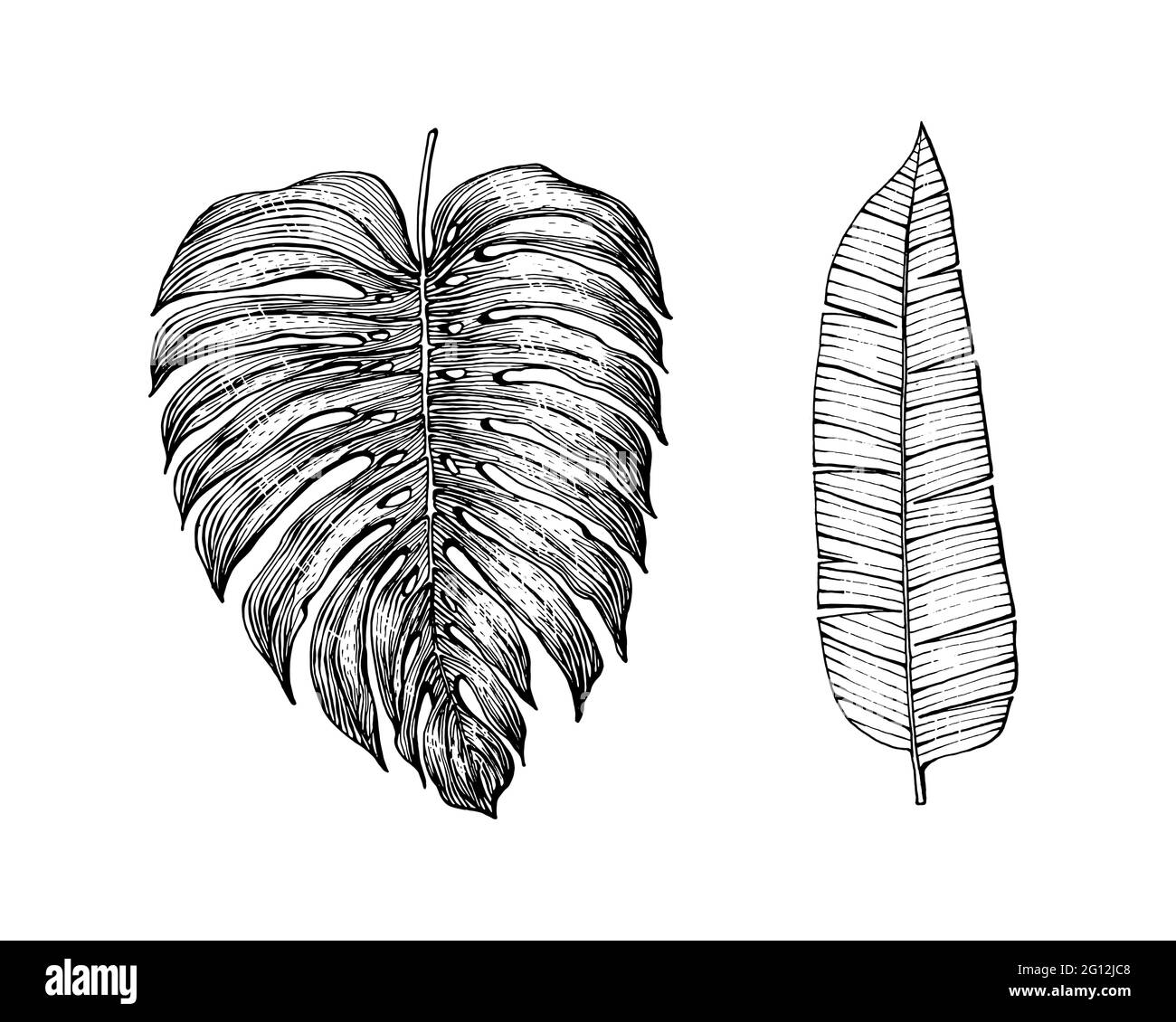 Plant green leaf philodendron Black and White Stock Photos & Images - Alamy