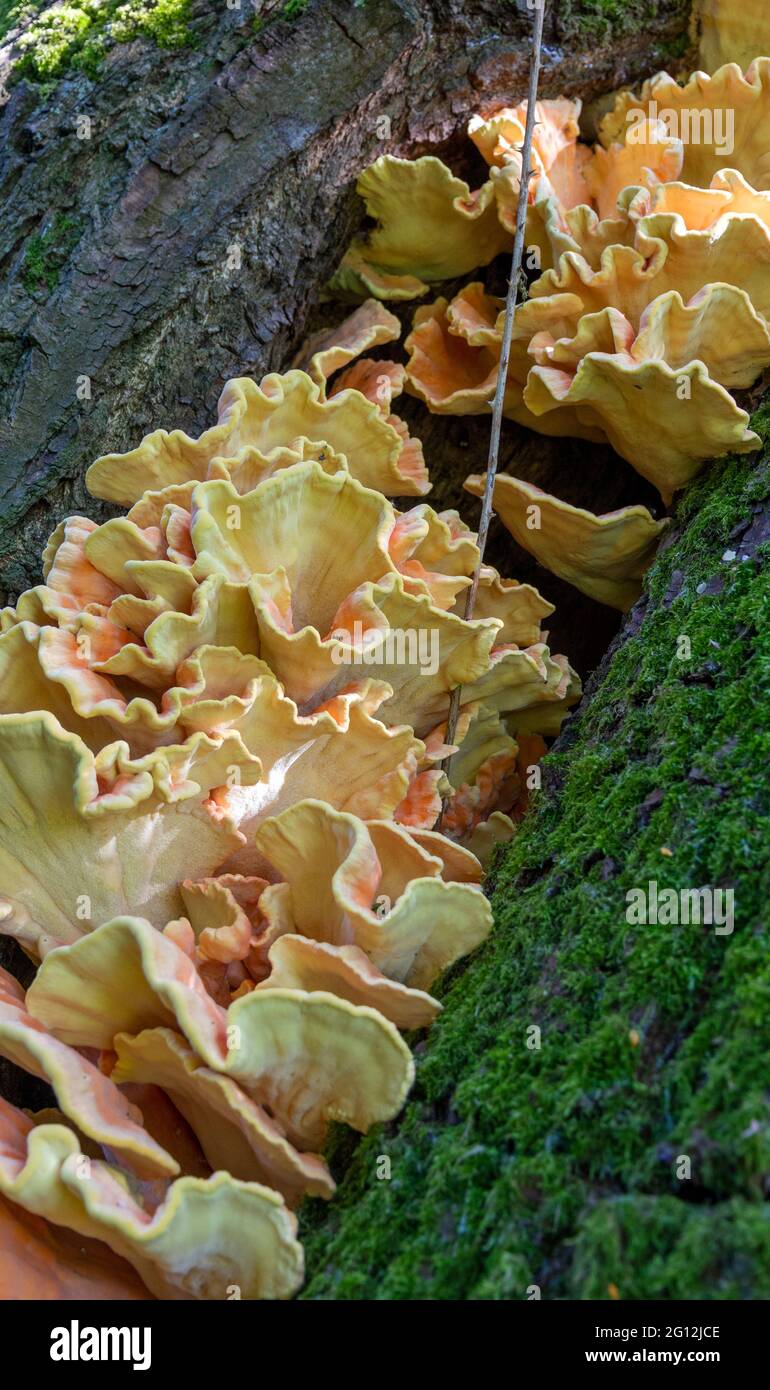 chicken of the woods Stock Photo