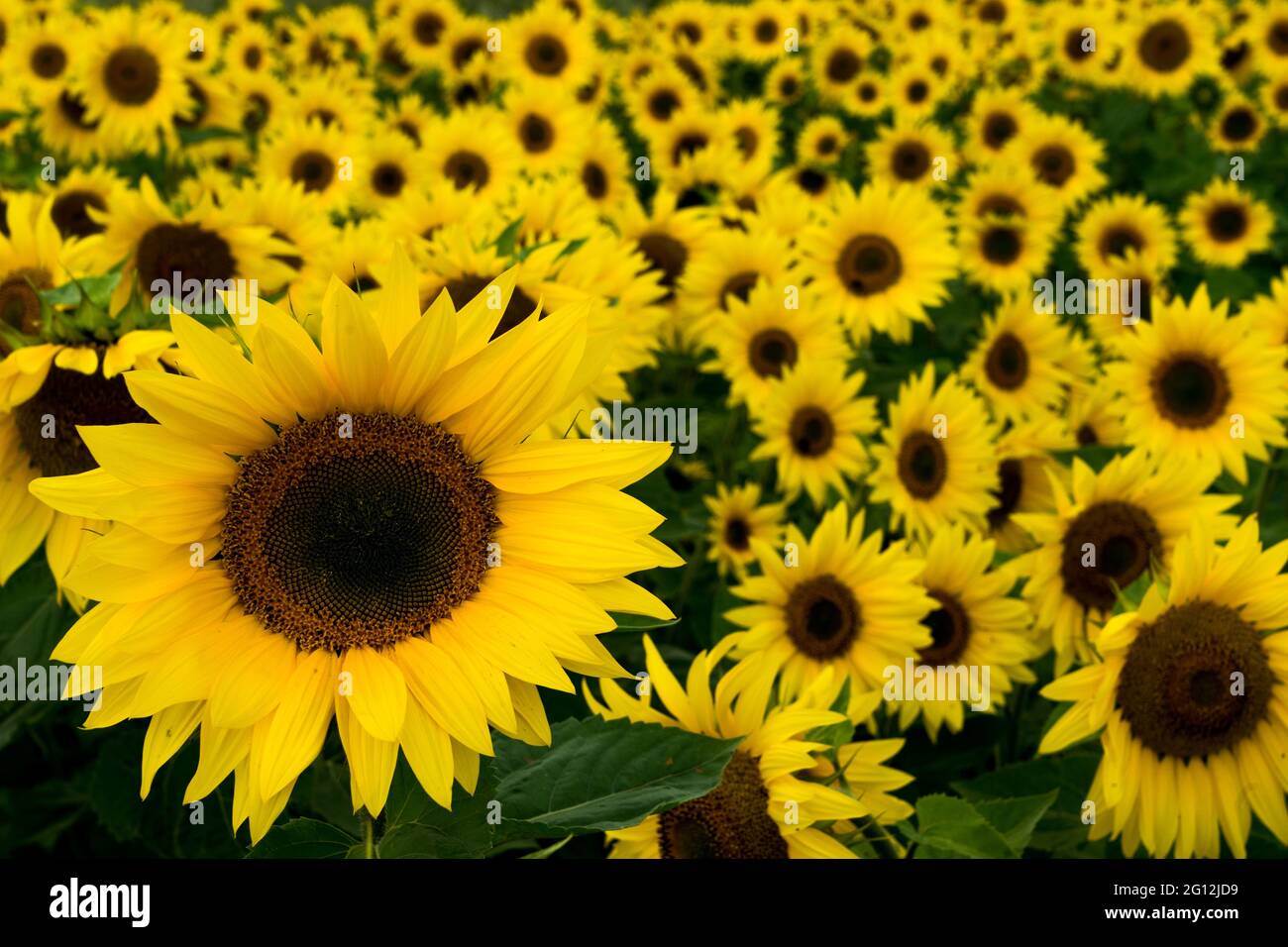 Field of ripe sunflowers Stock Photo - Alamy